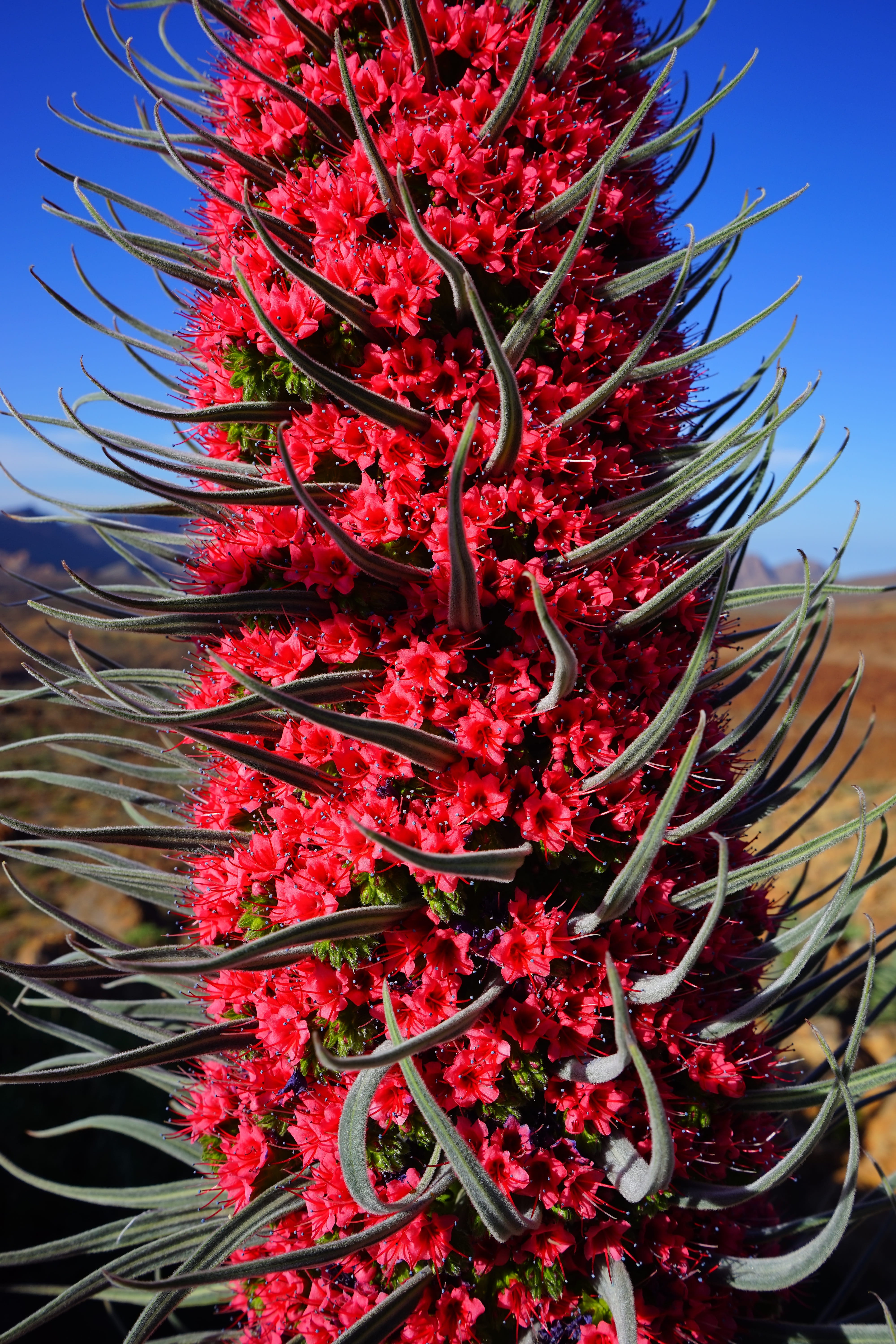sunlight, clear sky, sky, bugloss, beauty in nature, red, pyramid, blossom, teide natter head, outdoors, day, low angle view, echium wildpretii, wildpretii, Phone HD Wallpaper