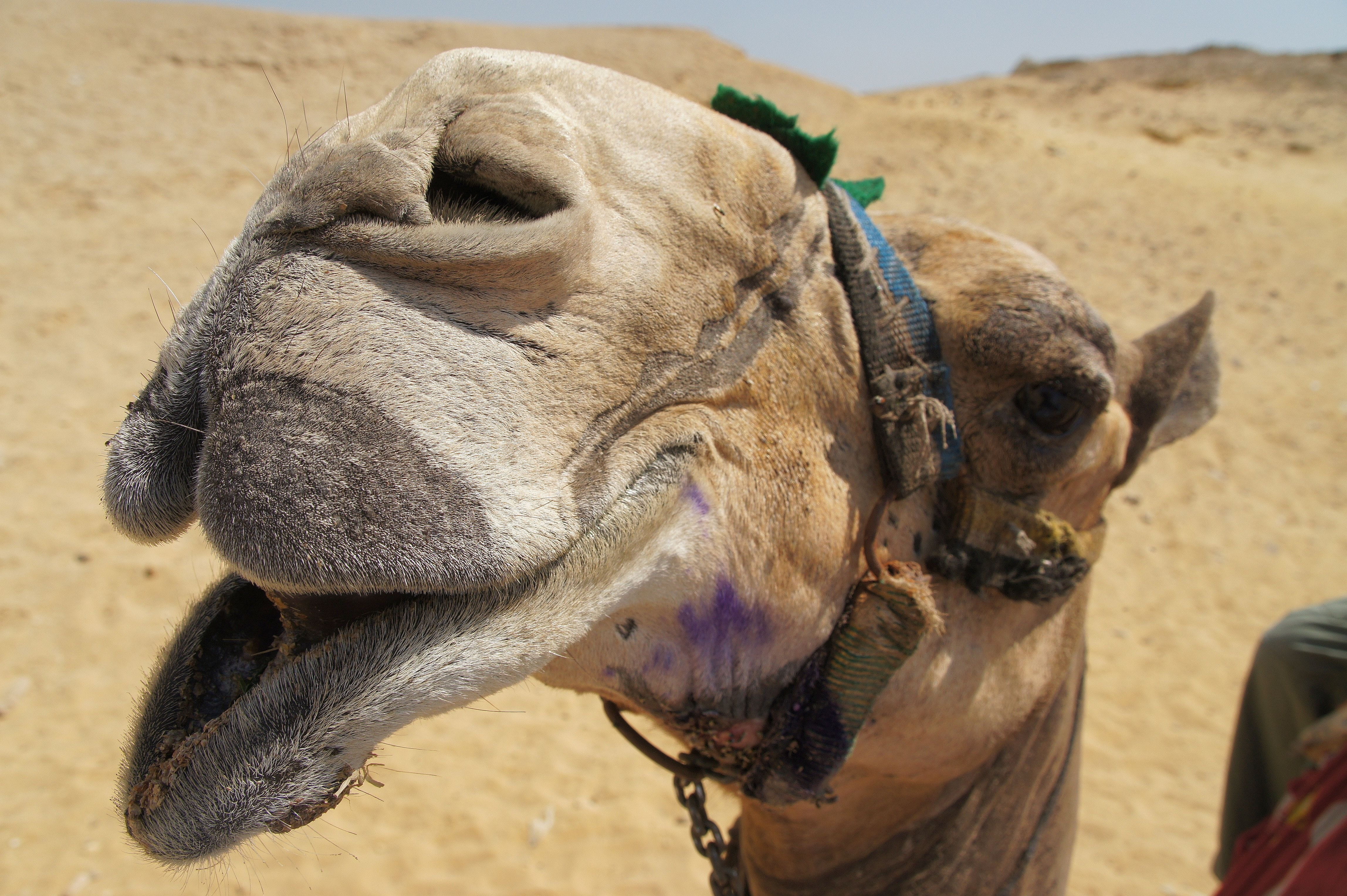 sunlight, travel, mammal, land, livestock, Camel, animal body part, 4K, desert ship, outdoors, focus on foreground, Ship, camel riding, herbivorous, animal wildlife, HD Wallpaper