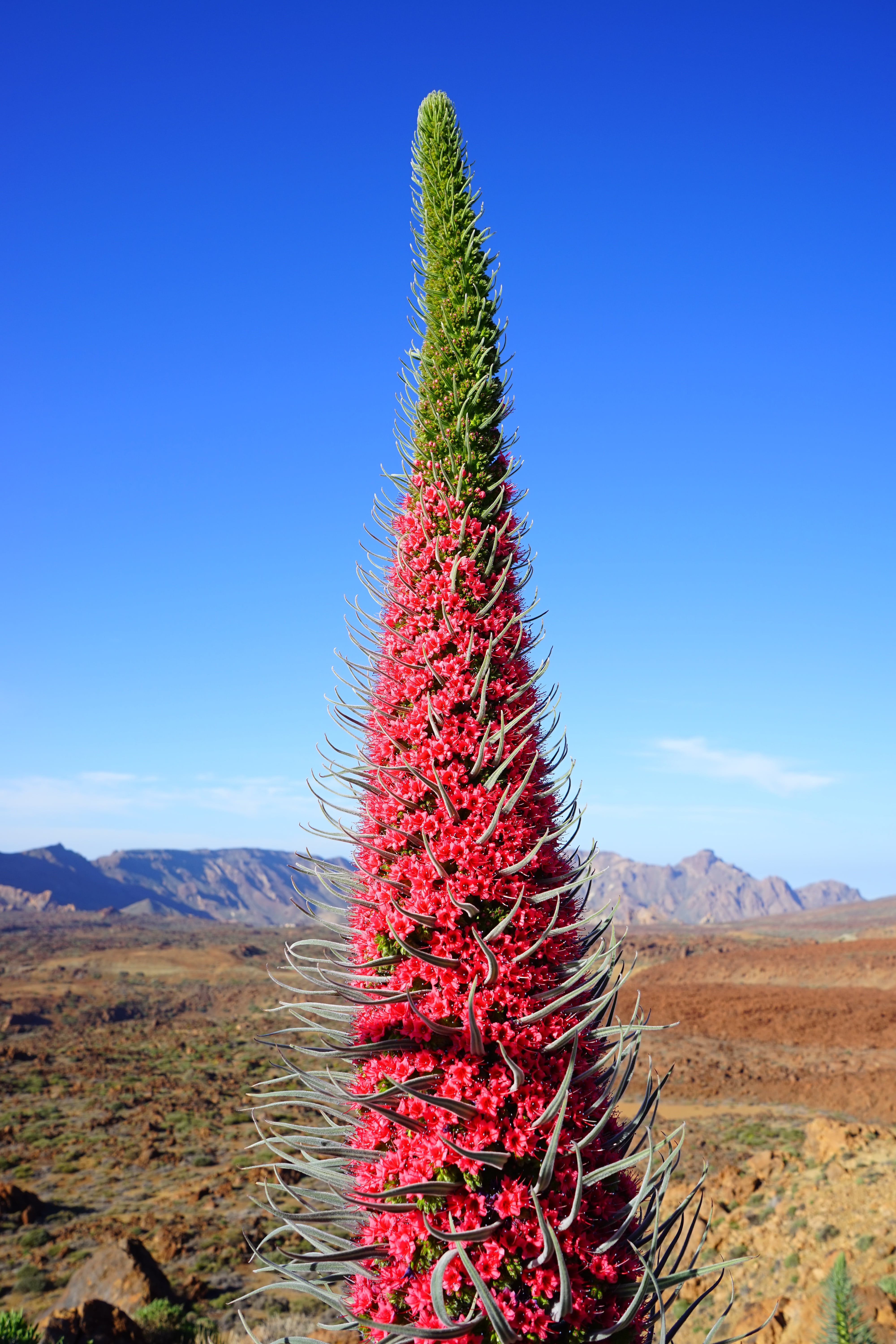 wildpretii bugloss, tranquil scene, bloom, candles shaped, beauty in nature, red flowering tajinaste, blossom, echium wildpretii, sunlight, nature, snake head flowers, Phone HD Wallpaper