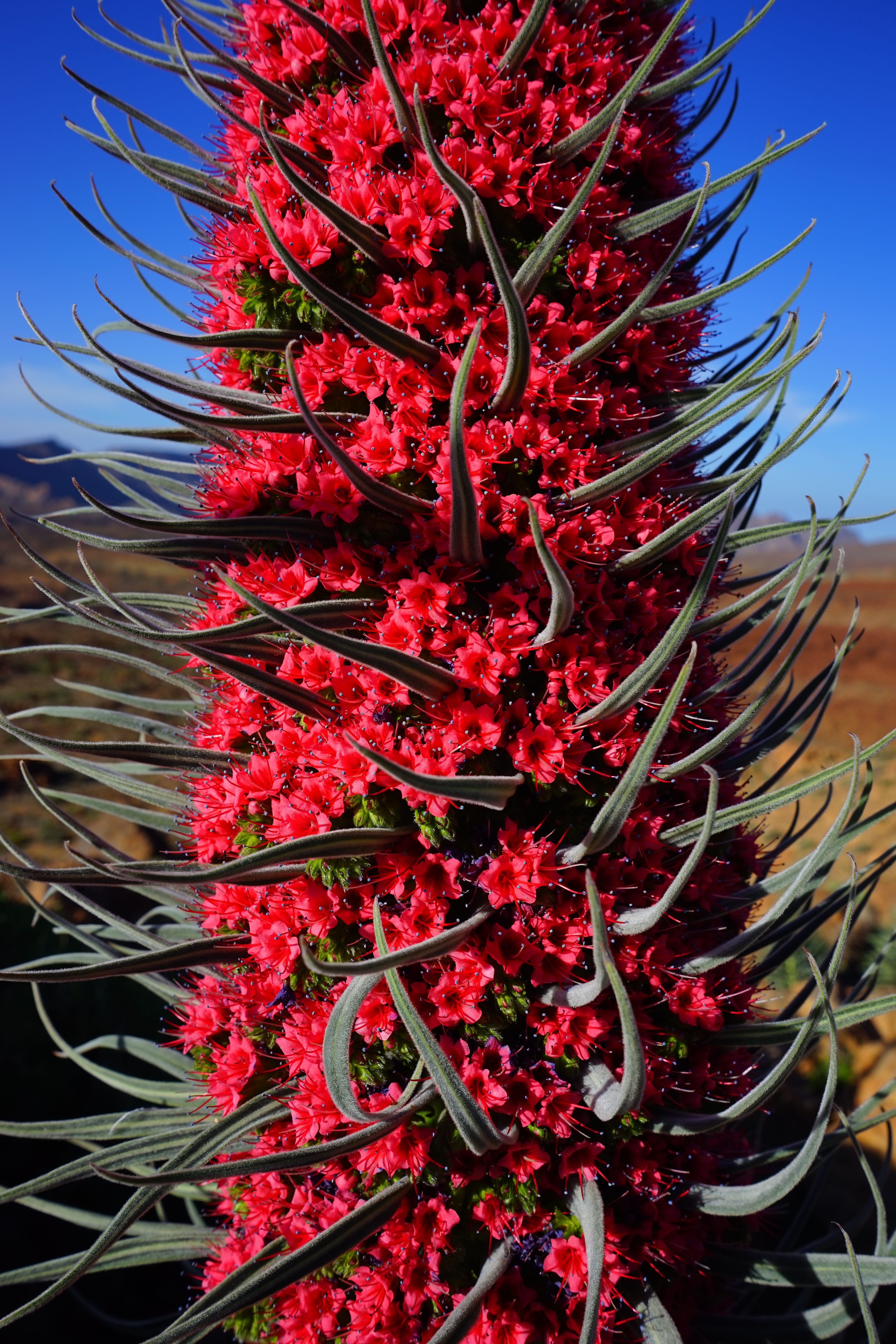 sunlight, candles shaped, endemic, oblong, plant, red flowering tajinaste, fragility, tenerife, raublattgewächs, vulnerability, tranquility, growth, cañadas del teide, Phone HD Wallpaper
