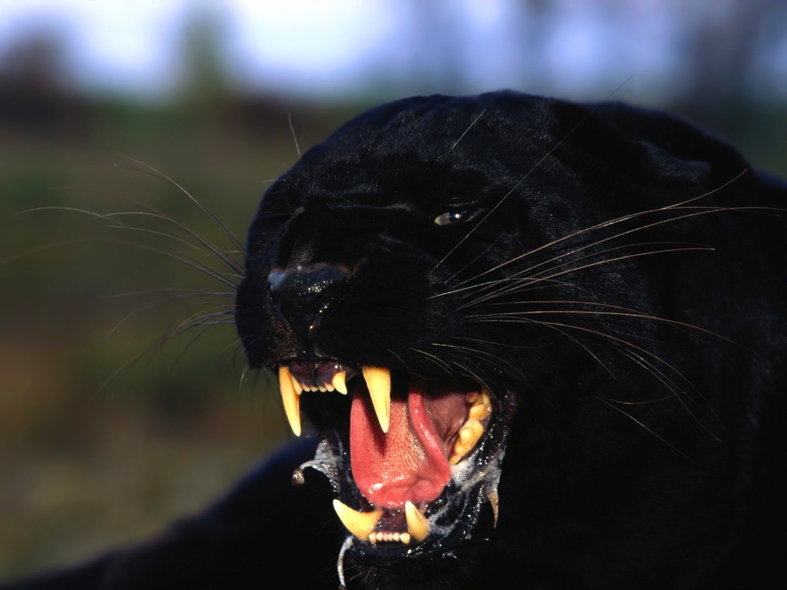 one Animal, animal body part, animal wildlife, mouth open, aggression, animal themes, 720P, animal, predator, black Color, animal Nose, carnivore, whisker, HD Wallpaper