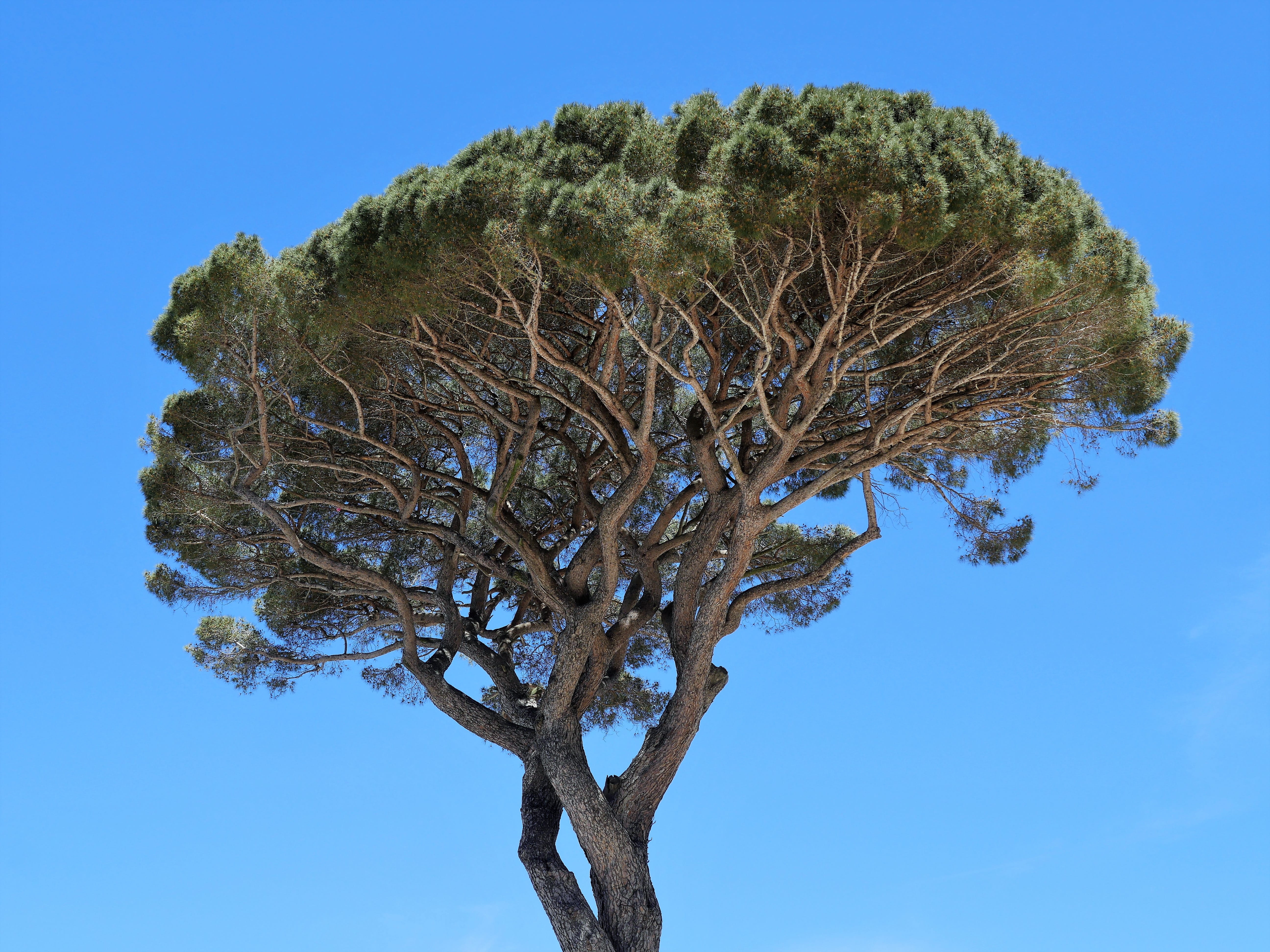 growth, Italy, beauty in nature, pine tree, Pine, sunlight, tranquility, aytime, day, outdoors, tall, branch, clear sky, no people, Jaw, umbrella-pine, HD Wallpaper