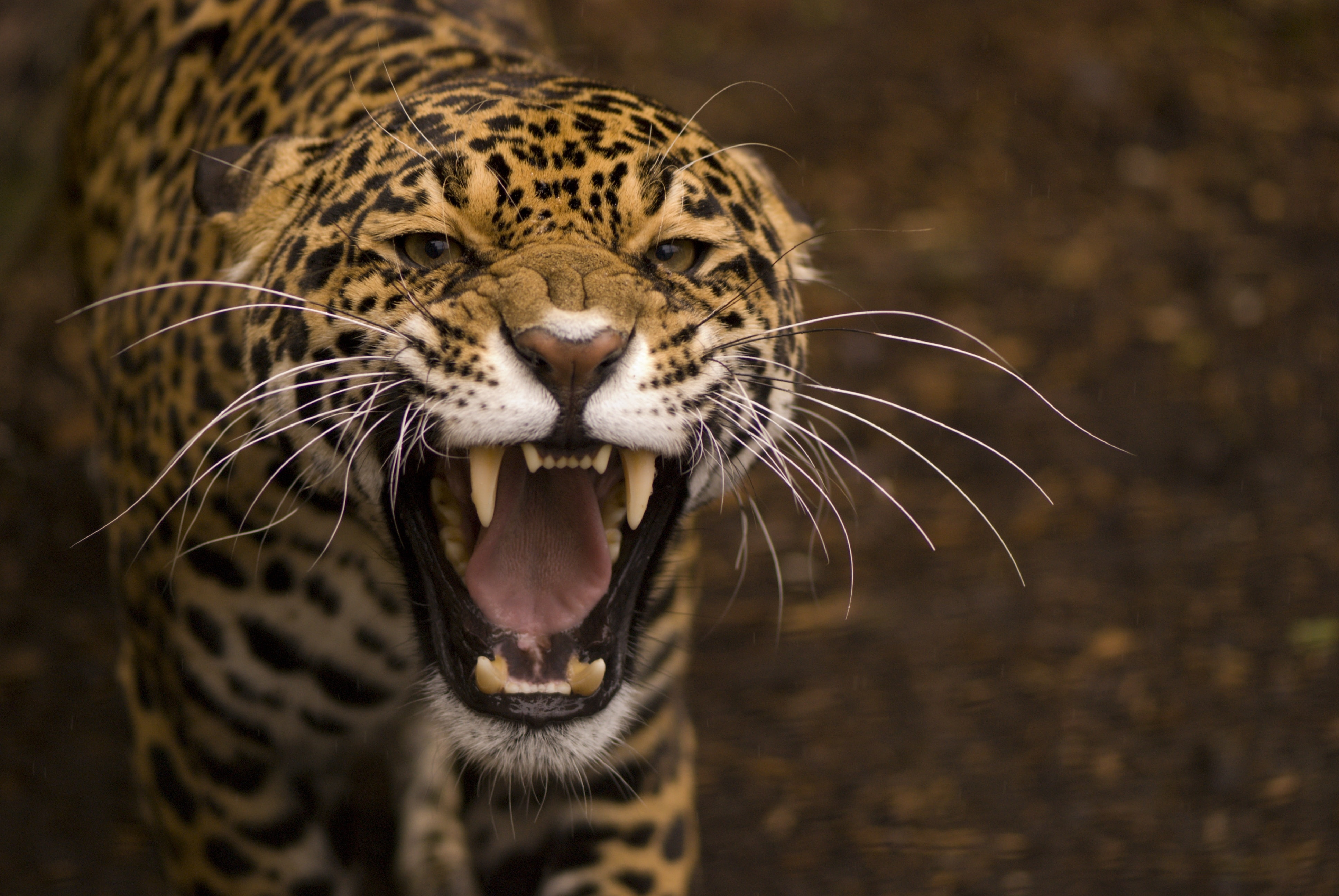 rage, face, cat, 4K, anger, jaws, teeth, jaguar, wild, HD Wallpaper