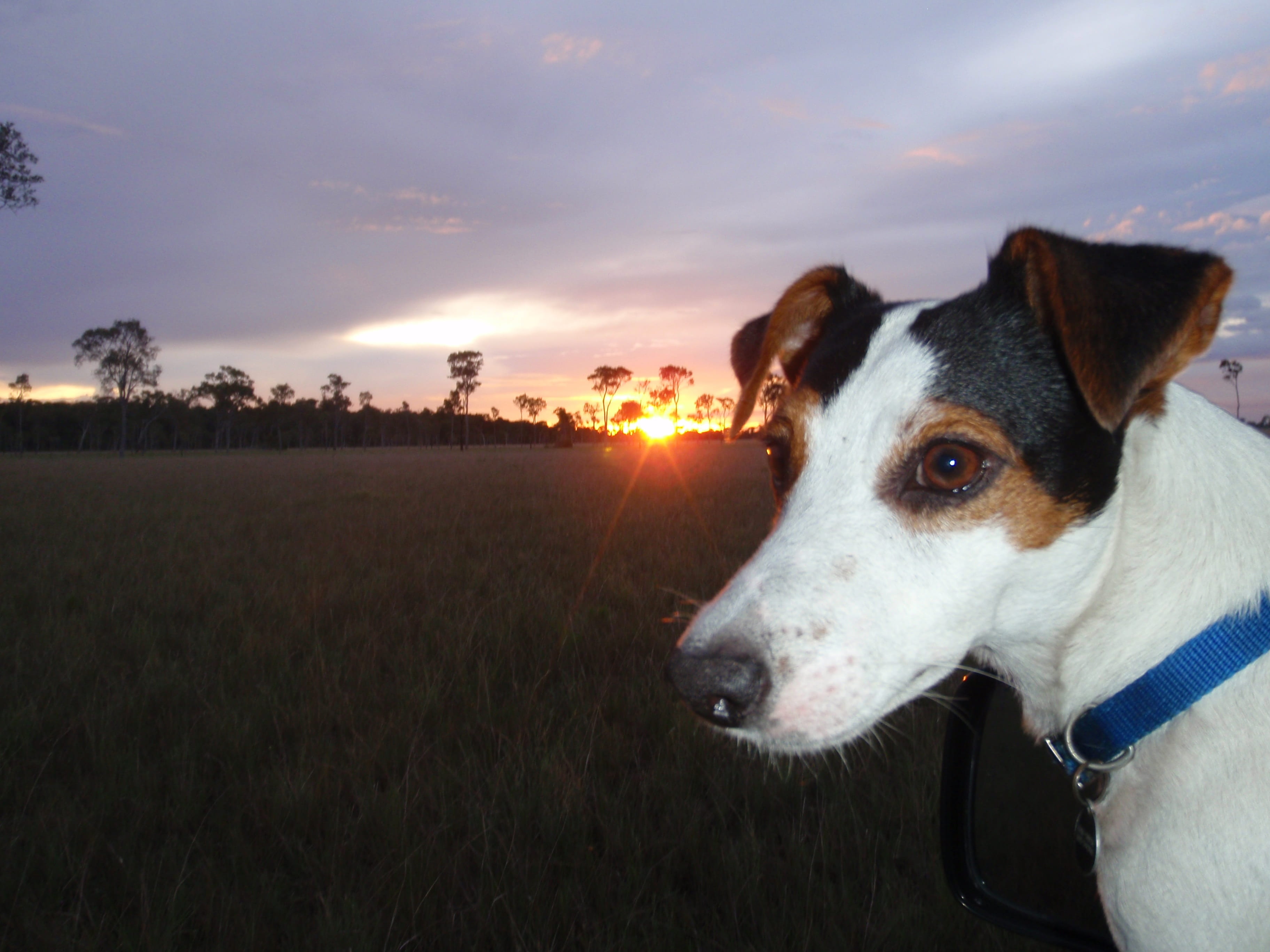 animal themes, jack Russell Terrier, mammal, lens flare, outdoors, animal, grass, Jack Russell, sun, field, animal head, Rush, plant, canine, nature, domestic, HD Wallpaper