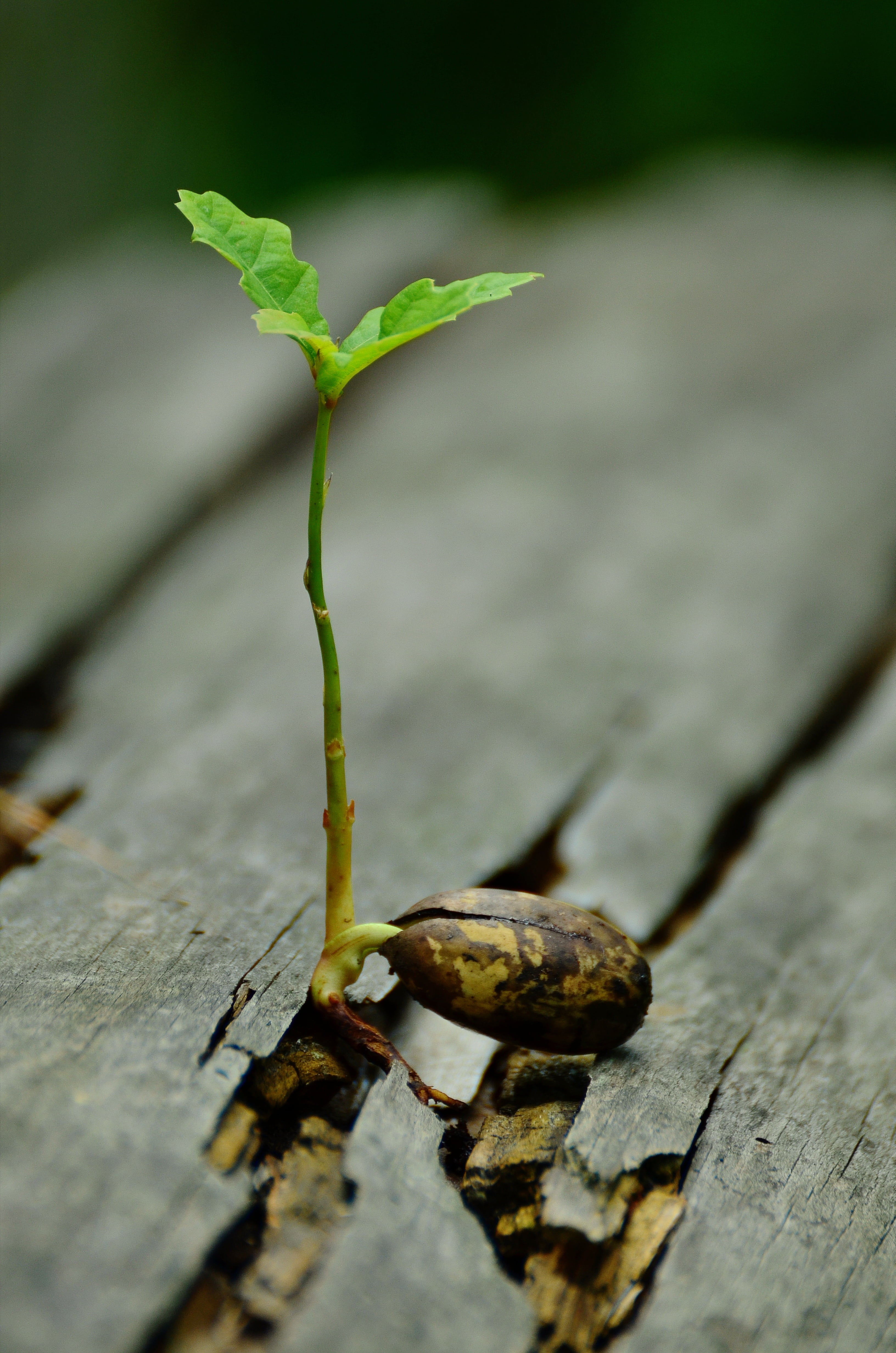 outdoors, growth, tree, food, green color, plant stem, beauty in nature, leaf, nature, developing germ, food and drink, wood - material, 4K, renew, shoots, Phone HD Wallpaper