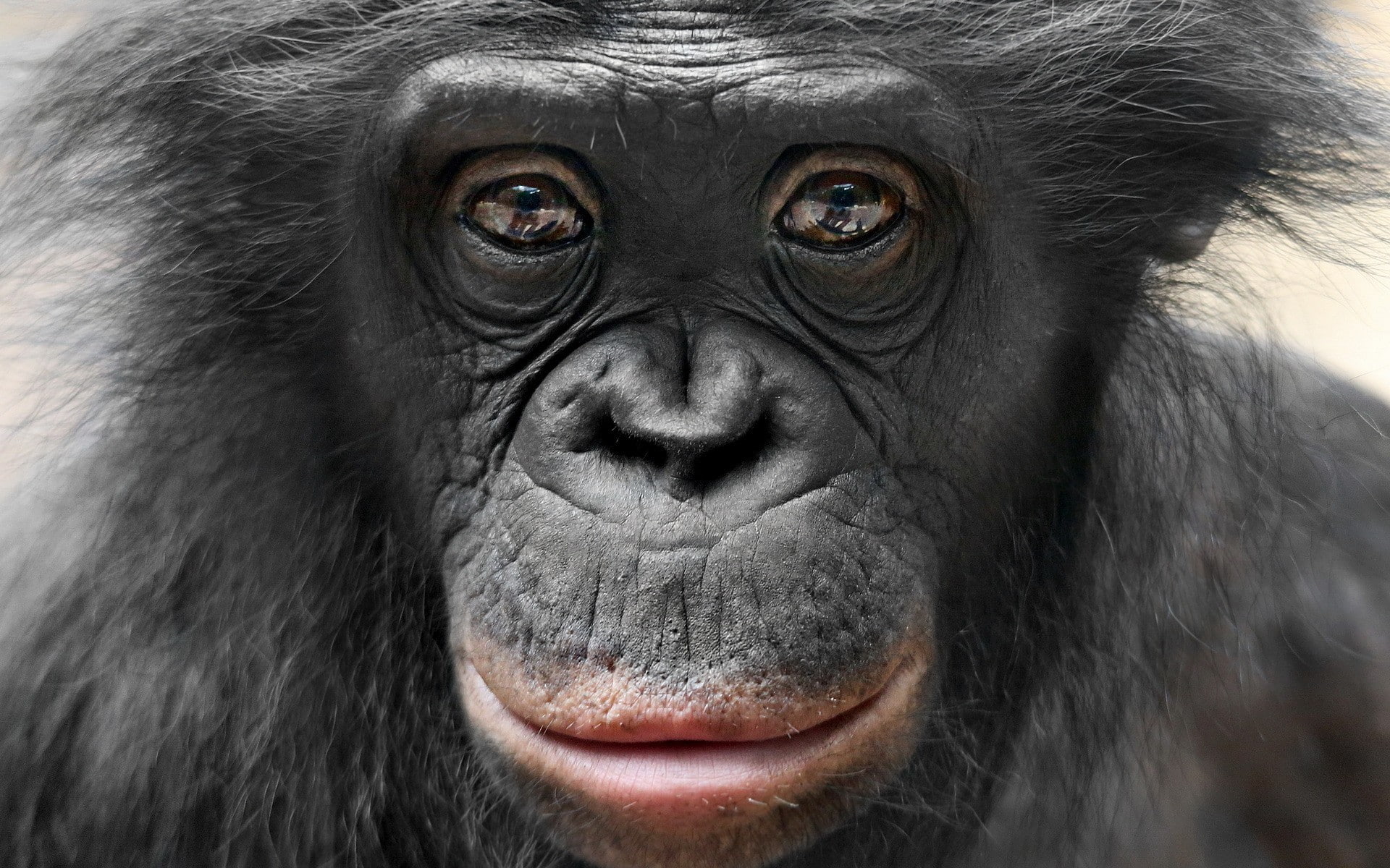 animals, brown eyes, portrait, black hair, 1080P, face, chimpanzees, apes, HD Wallpaper