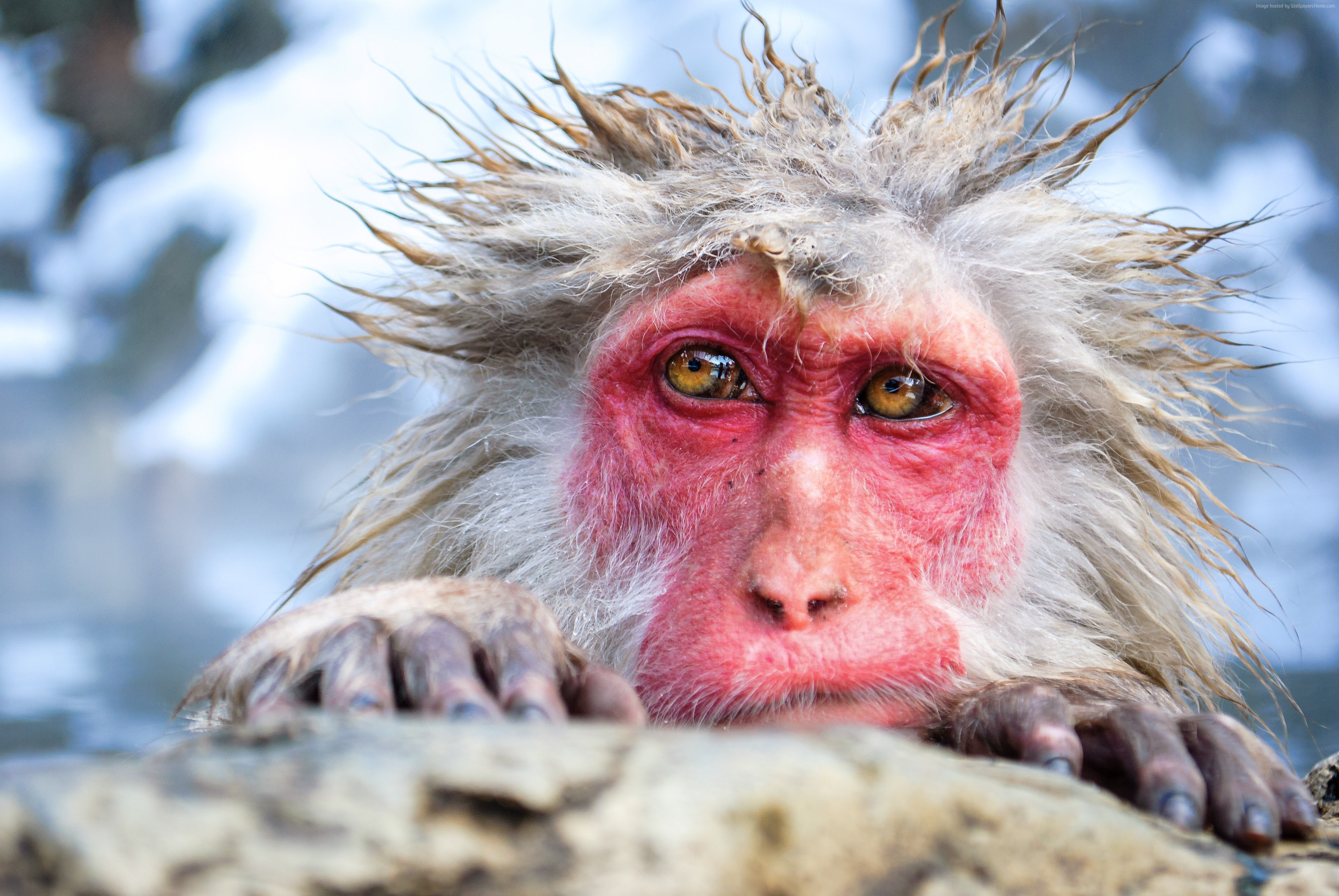 vertebrate, animal body part, one animal, animal hair, funny, close-up, no people, japanese macaque, primate, selective focus, hot spring, animal, 4K, HD Wallpaper