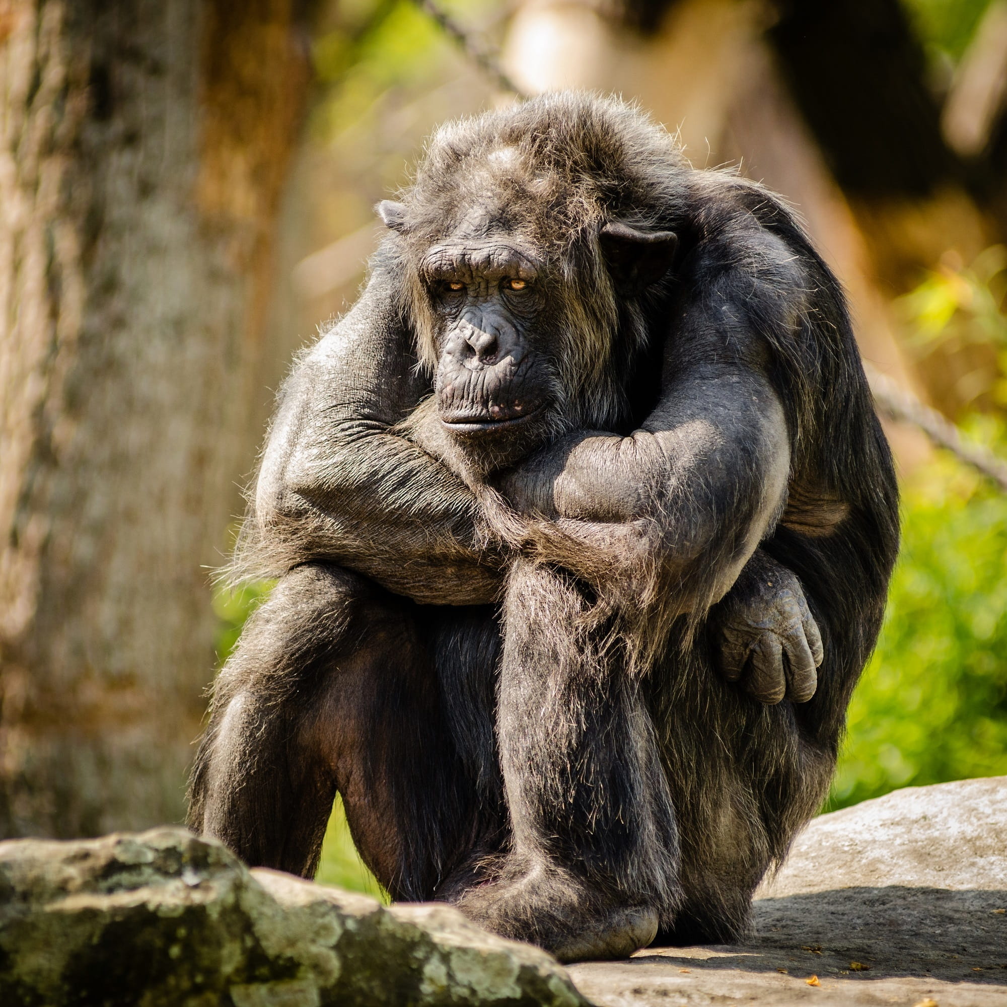 primate, outdoors, day, animal wildlife, sitting, one animal, animals in captivity, people, solid, jungle, zoo, rock - object, mammal, 1080P, vertebrate, Phone HD Wallpaper