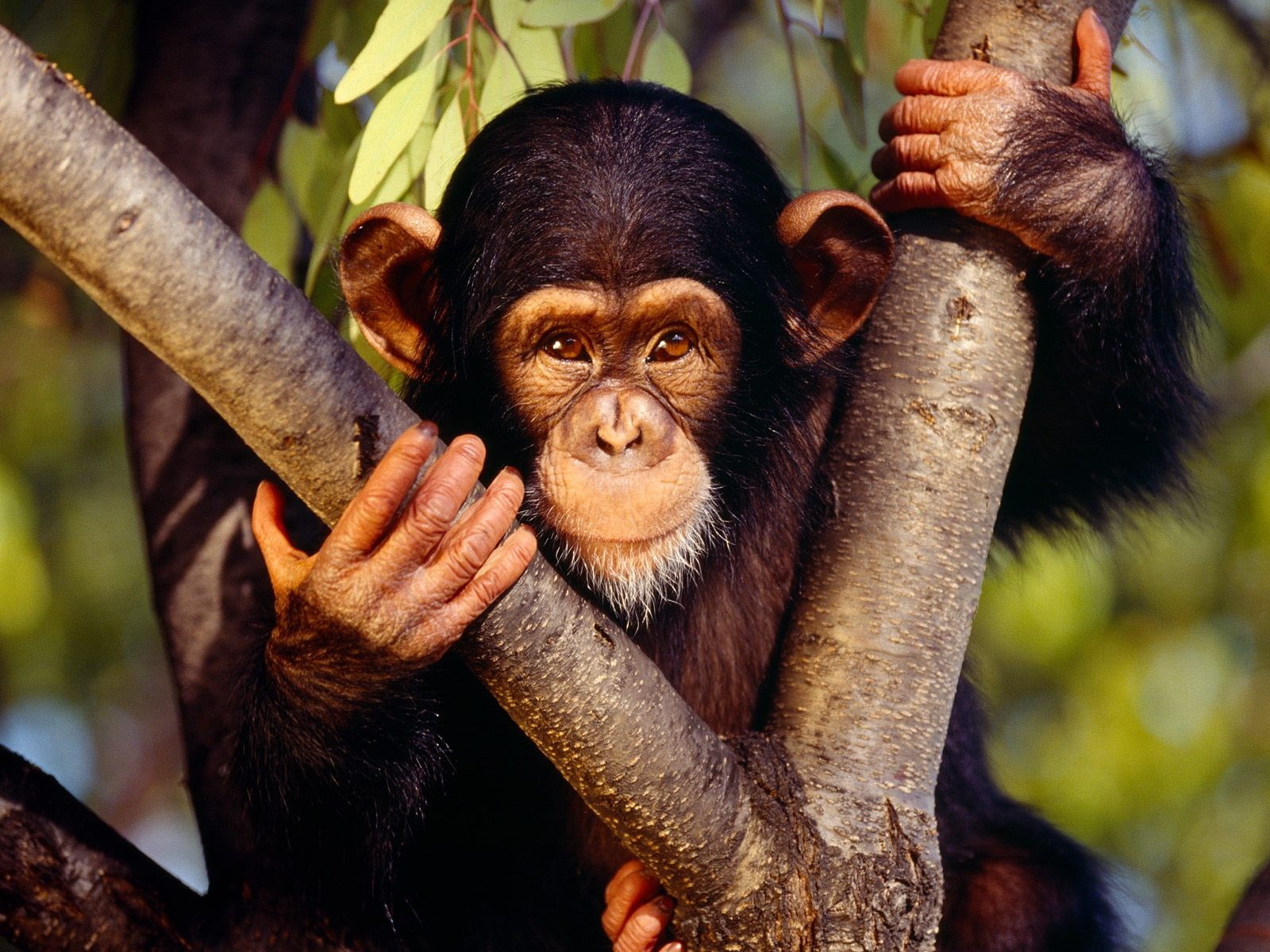 720P, chimpanzee, HD Wallpaper