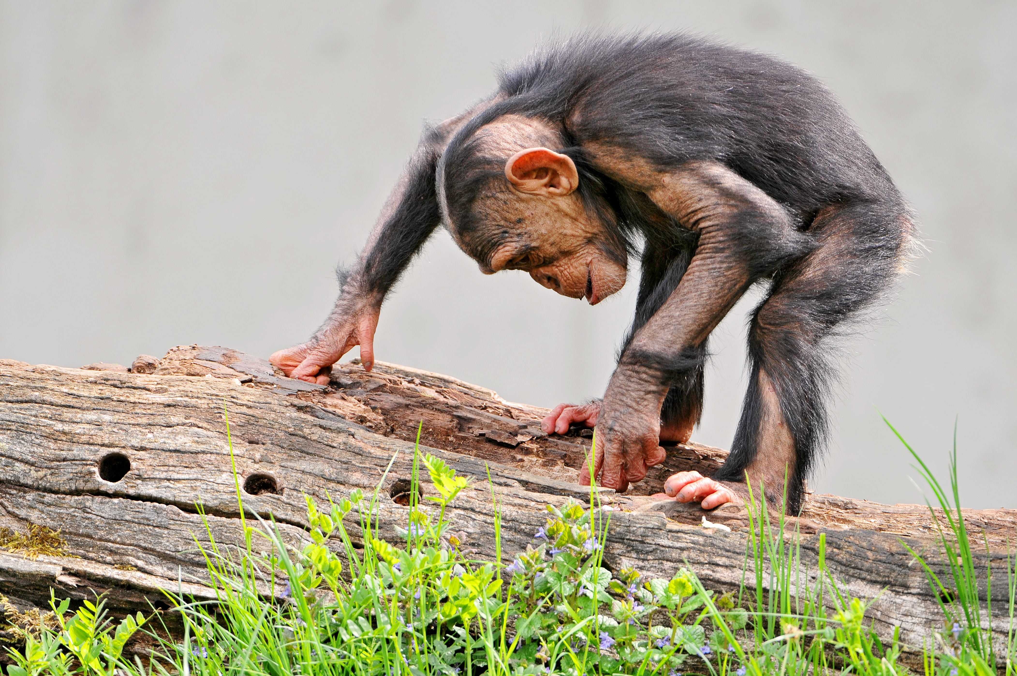 gray, monkey, wood - material, plant, primate, endangered Species, 4K, wildlife, africa, brown, ape, curiosity, baboon, young Animal, bark, safari Animals, HD Wallpaper