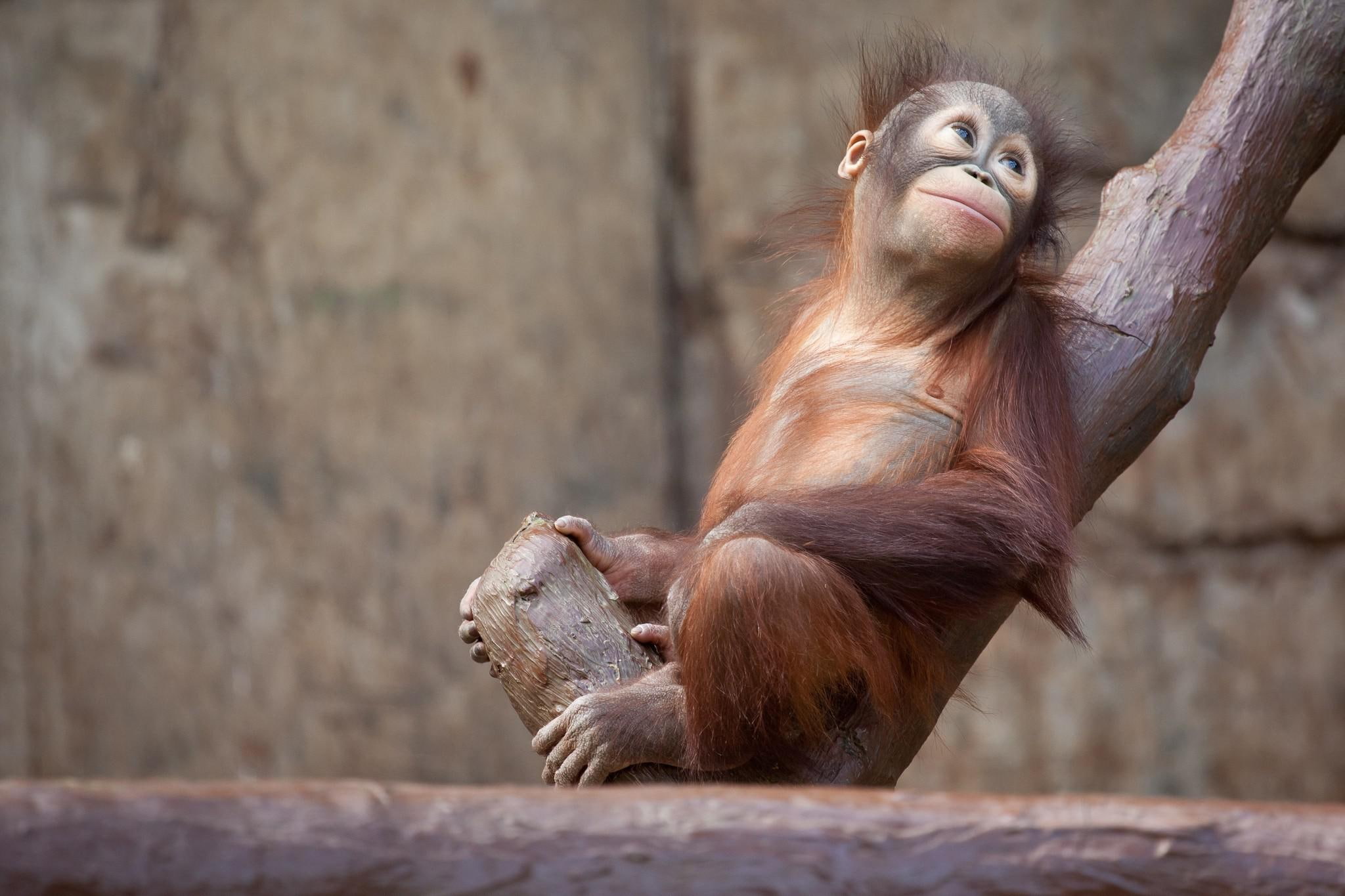 orangutan, tree, chimpanzee, brown, 1080P, monkey, HD Wallpaper