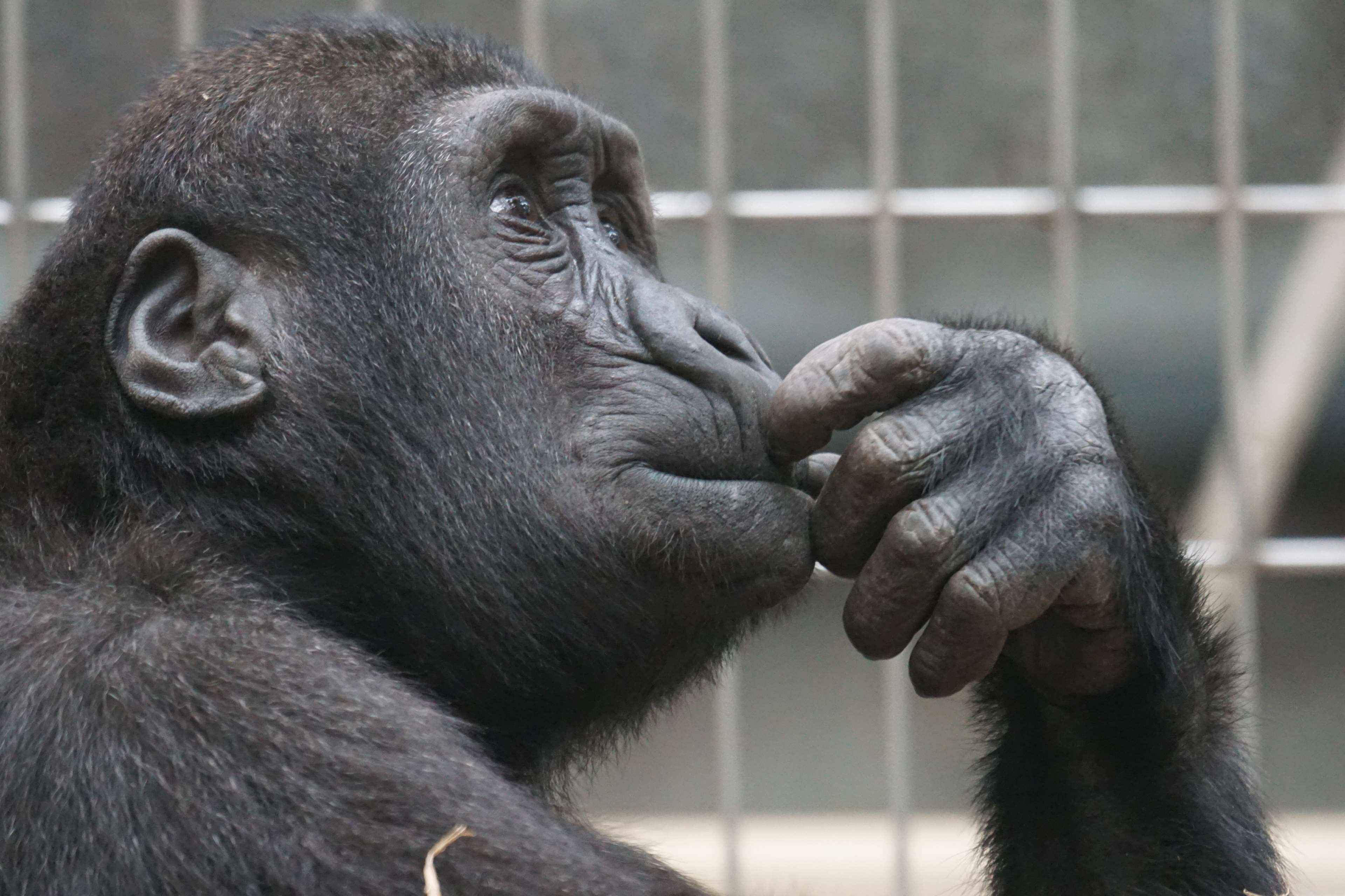 day, 4K, animals in the wild, chimp, thinking, zoo, outdoors, one animal, focus on foreground, herbivorous, animals in captivity, gorilla, animal wildlife, HD Wallpaper