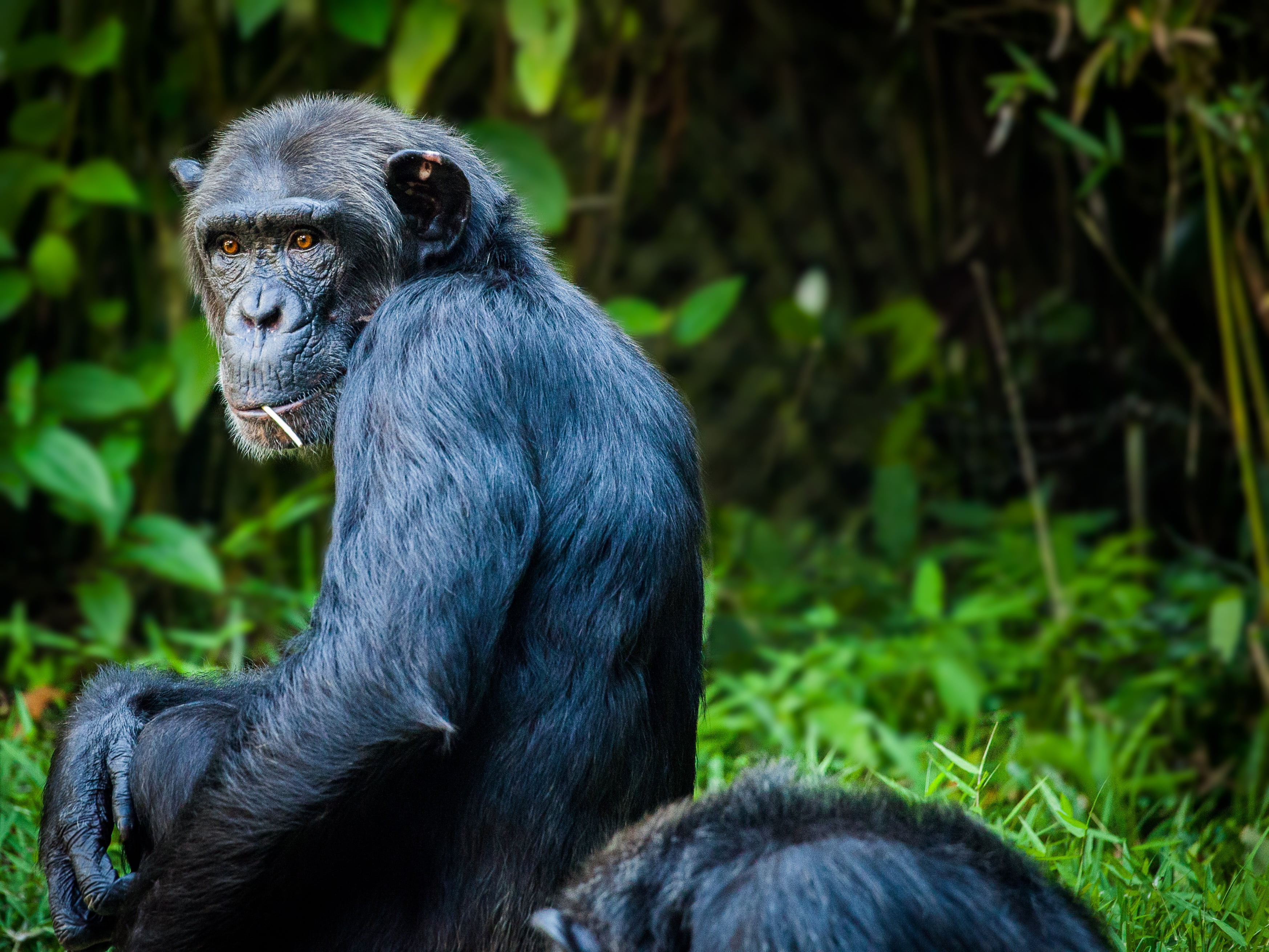 animal wildlife, 2K, black Color, animal, vertebrate, looking, green Color, mammal, chimpanzee, primate, portrait, tropical Rainforest, day, wool, sit, HD Wallpaper
