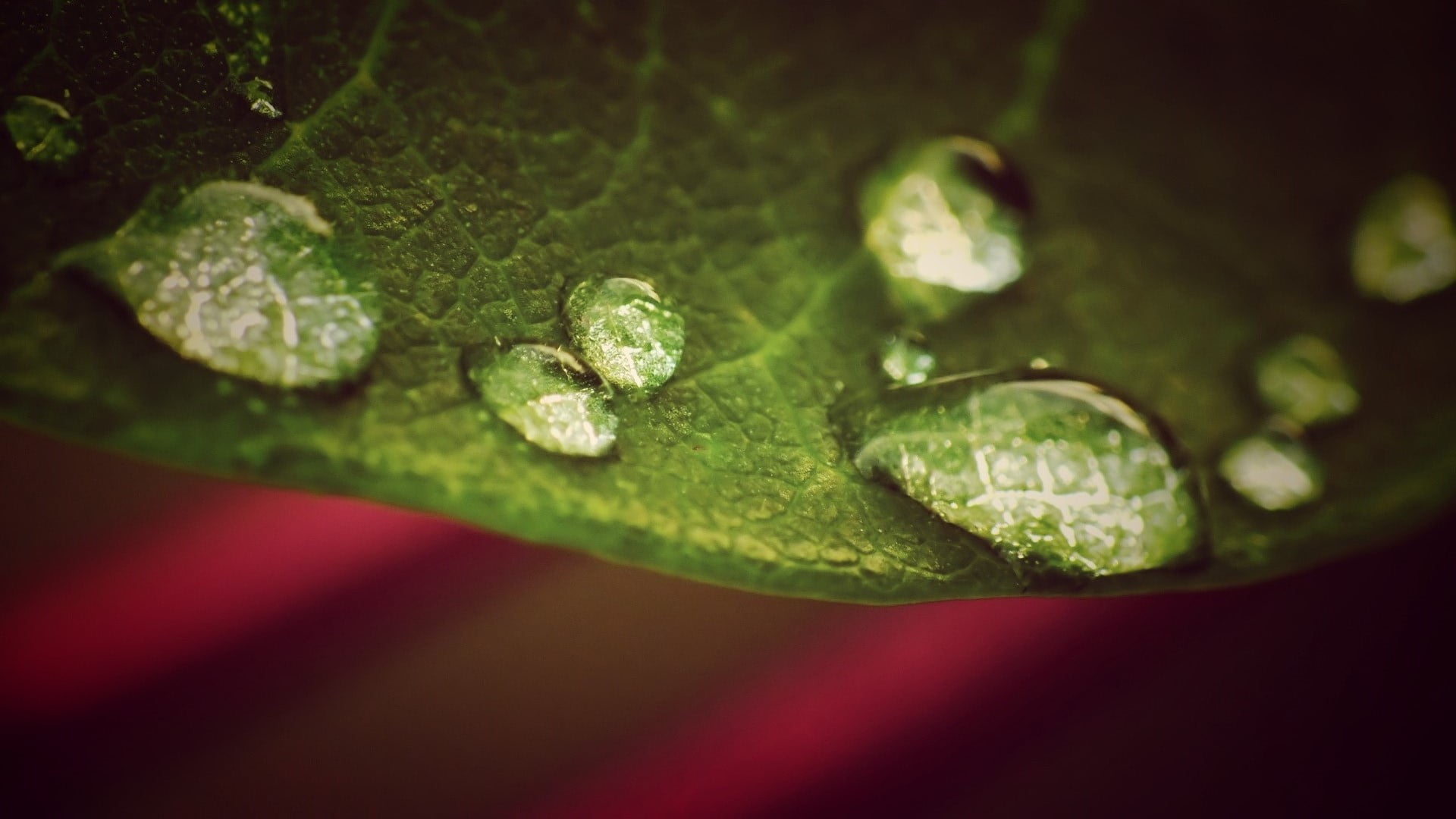 plant, red, water, wet, purity, pattern, focus on foreground, selective focus, rain, healthy eating, tree, leaf, plant part, springtime, no People, abstract, HD Wallpaper