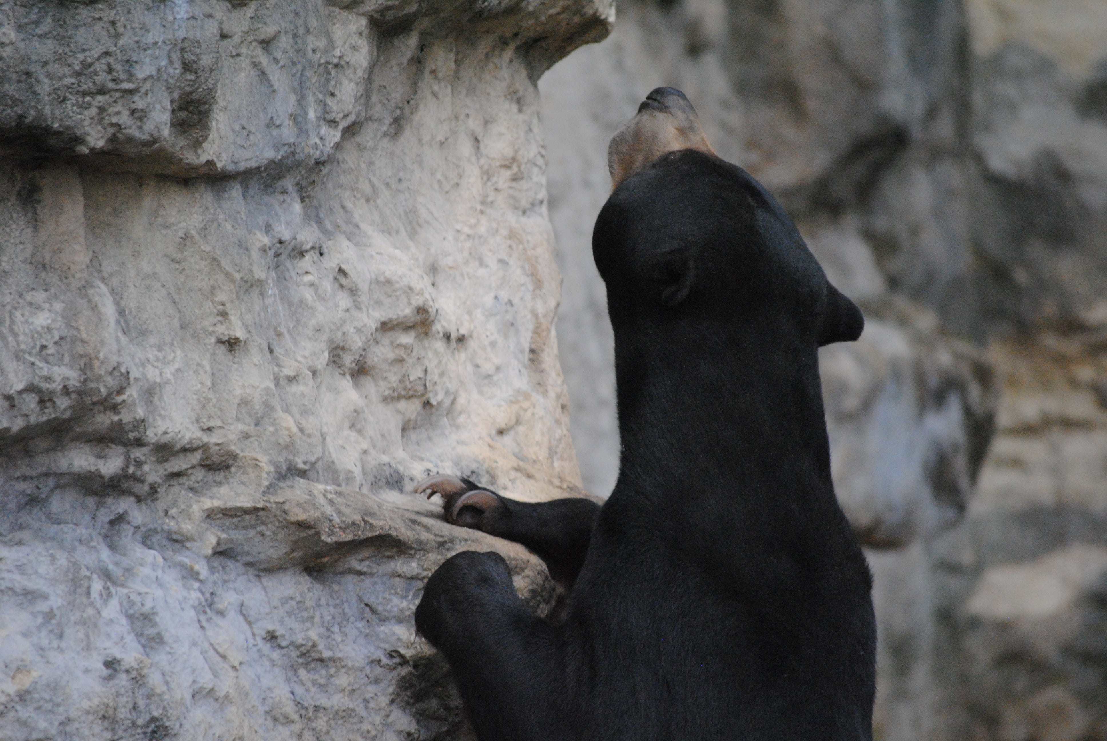 outdoors, carnivore, predator, no people, danger, black color, climbing, rock formation, character, close-up, mammal, stone, american, wild, young, fun, HD Wallpaper