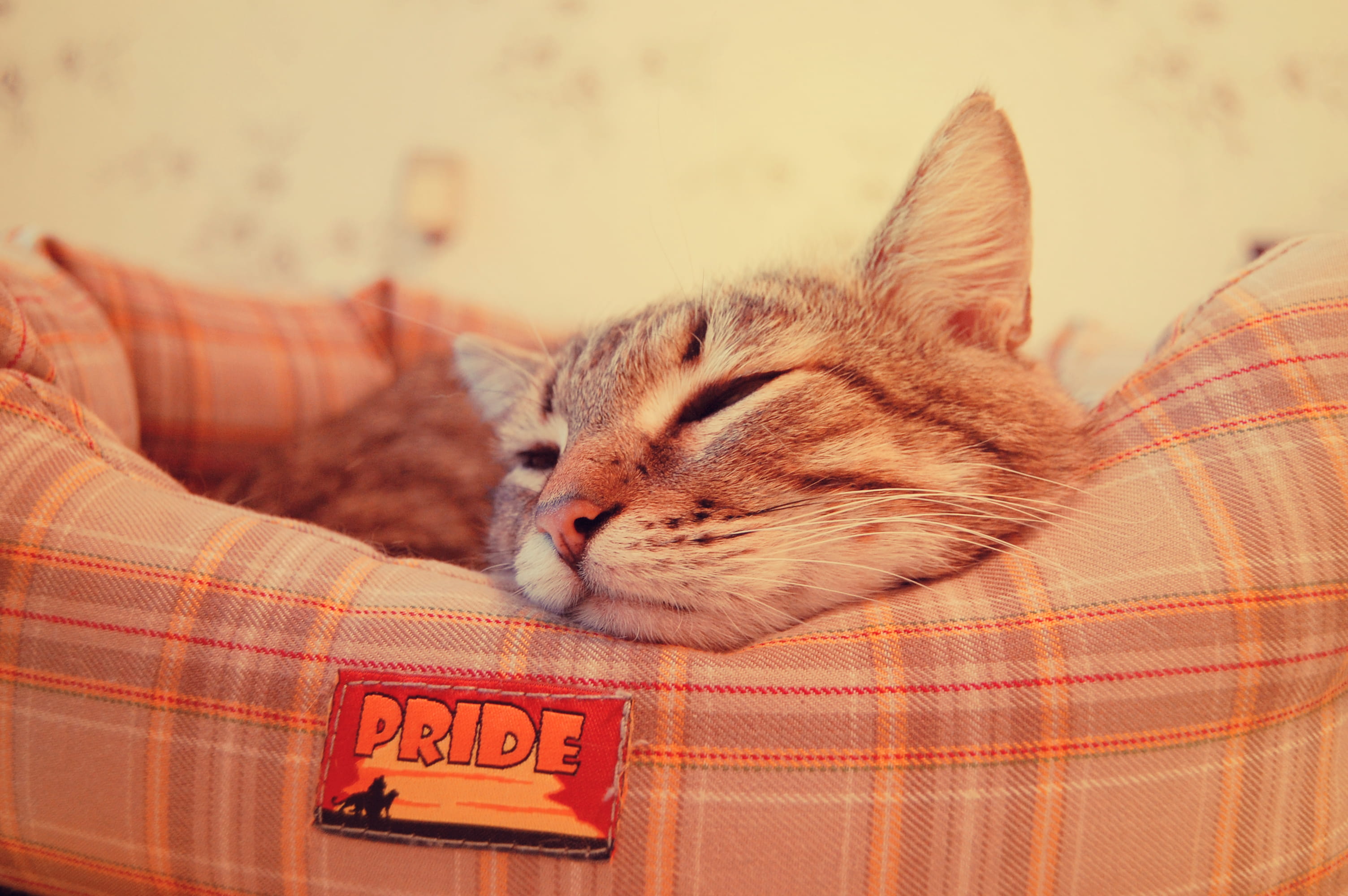 resting, home pet, mammal, vertebrate, pet, feline, sleeping, no people, eyes closed, cute, kitty, focus on foreground, domestic cat, pets, animal, HD Wallpaper