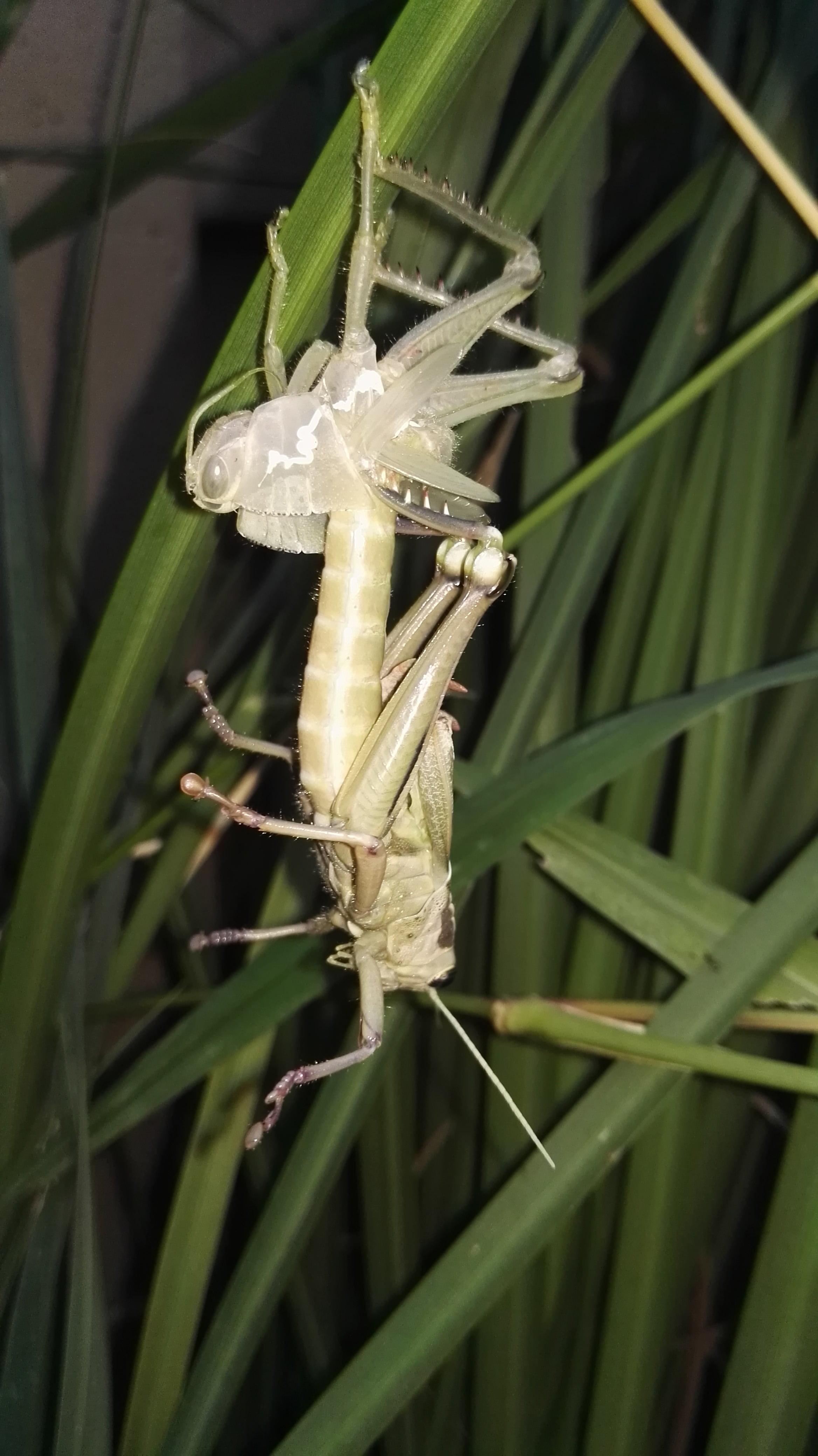 no people, exoskeleton, green color, shedding, beauty in nature, growth, animals in the wild, blade of grass, plant, focus on foreground, one animal, 4K, Phone HD Wallpaper