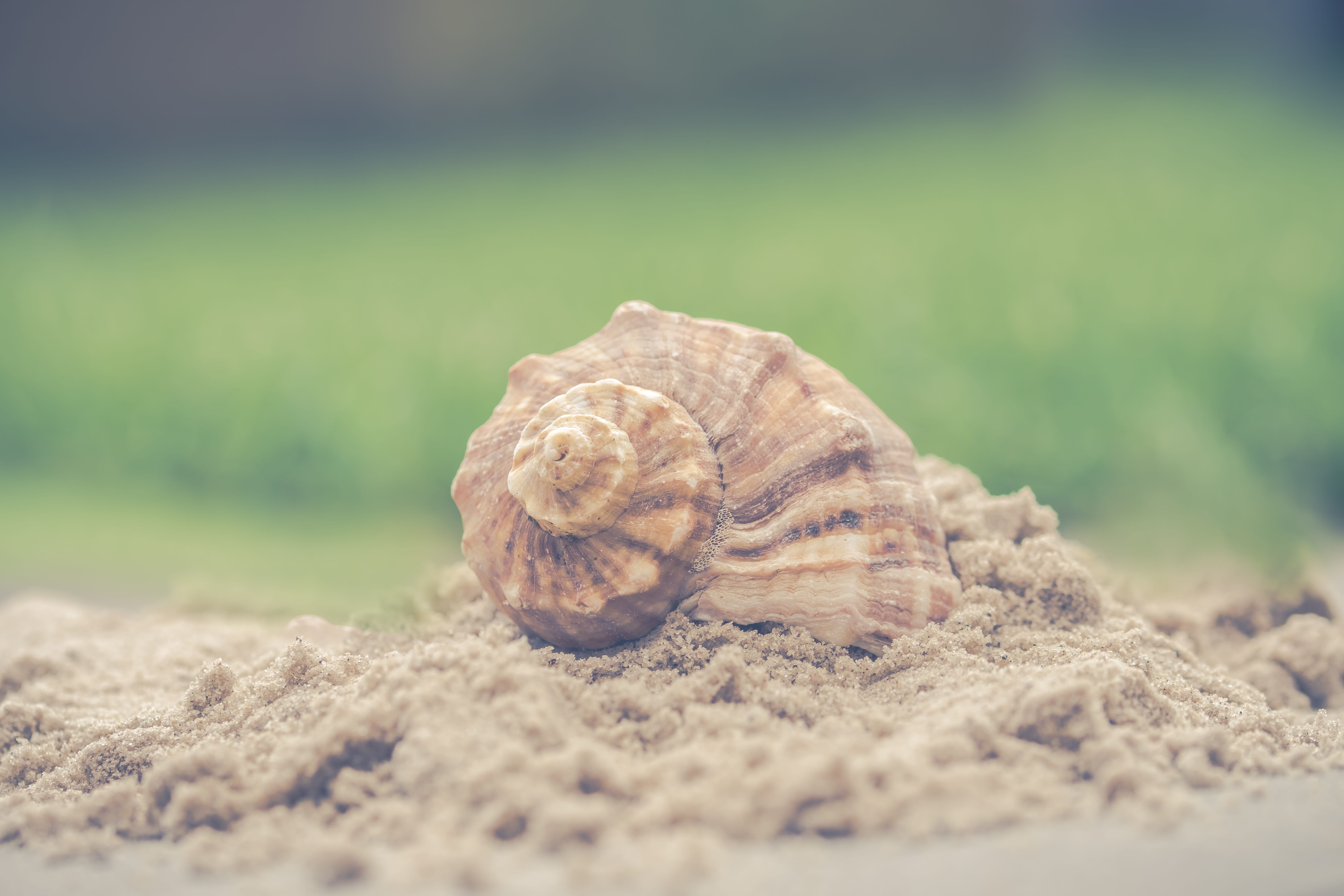 mollusk, outdoors, field, no people, 5K, animal themes, exoskeleton, animals in the wild, animal, beauty in nature, pattern, summer, no person, nature, HD Wallpaper
