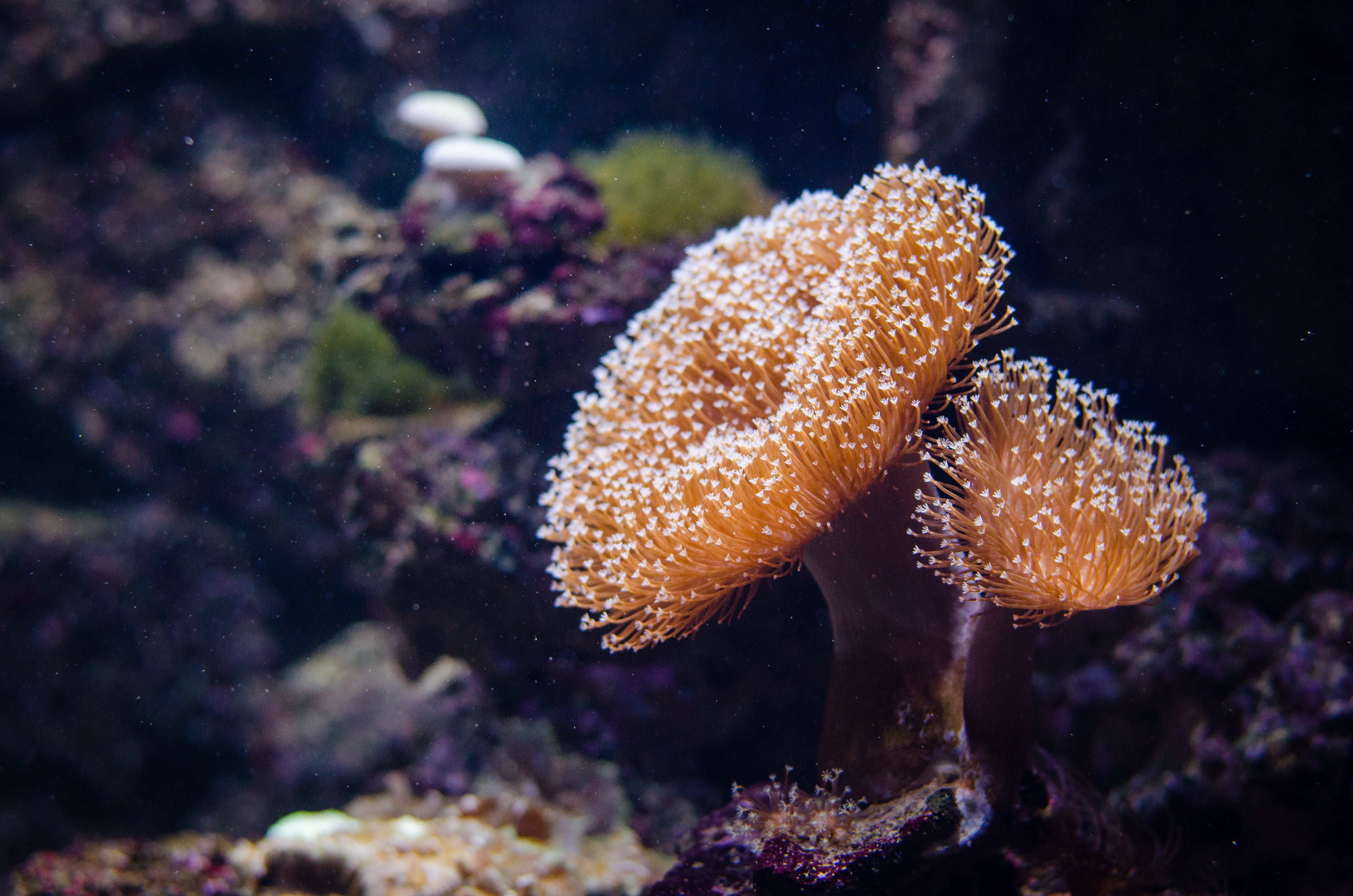 great barrier reef, background, nature, marine animal, fish, macro, closeup, animal, colorful, exoskeleton, ocean, animal wildlife, brown, sea life, corals, HD Wallpaper