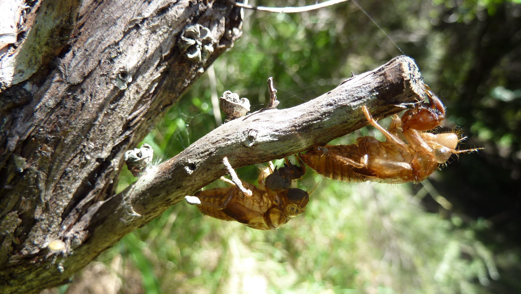 outdoors, no people, animals in the wild, insect, shell, exoskeleton, land, fragile, bugs, wild, cicada, one animal, forest, entomology, nature, animal themes, HD Wallpaper
