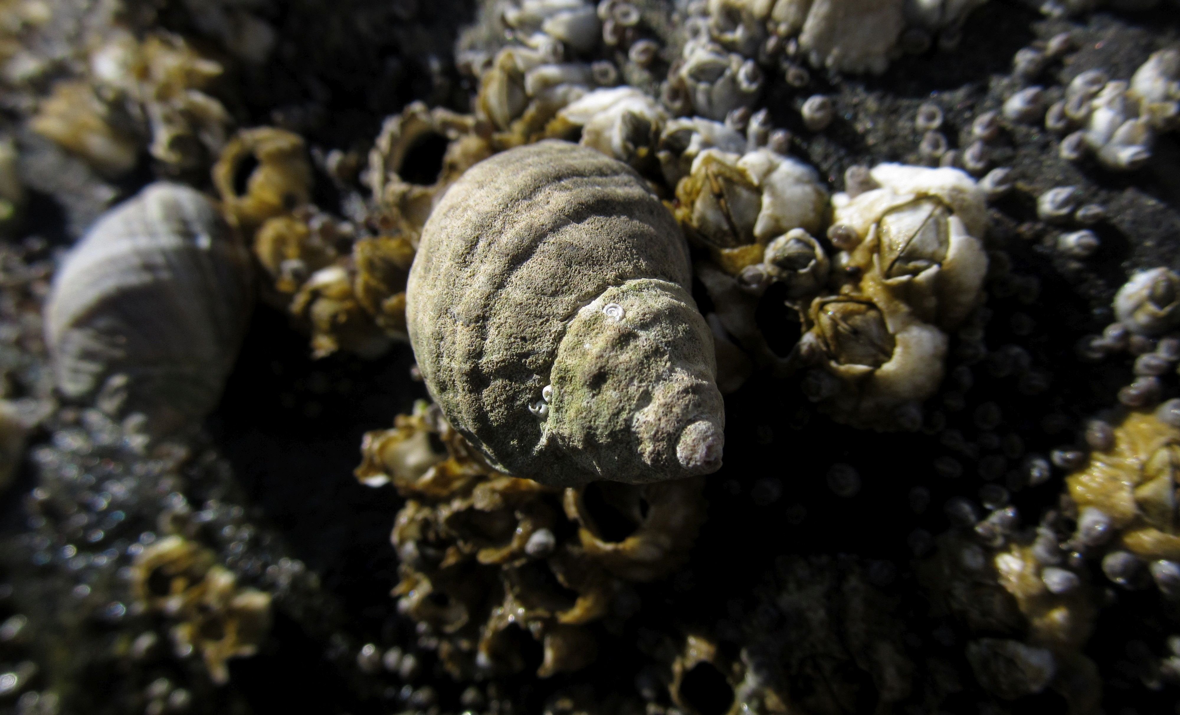 shell, sea, vegetable, day, no people, close-up, natural, vacation, fungus, decor, exoskeleton, textured, solid, plant, animal, outdoors, nature, undersea, HD Wallpaper