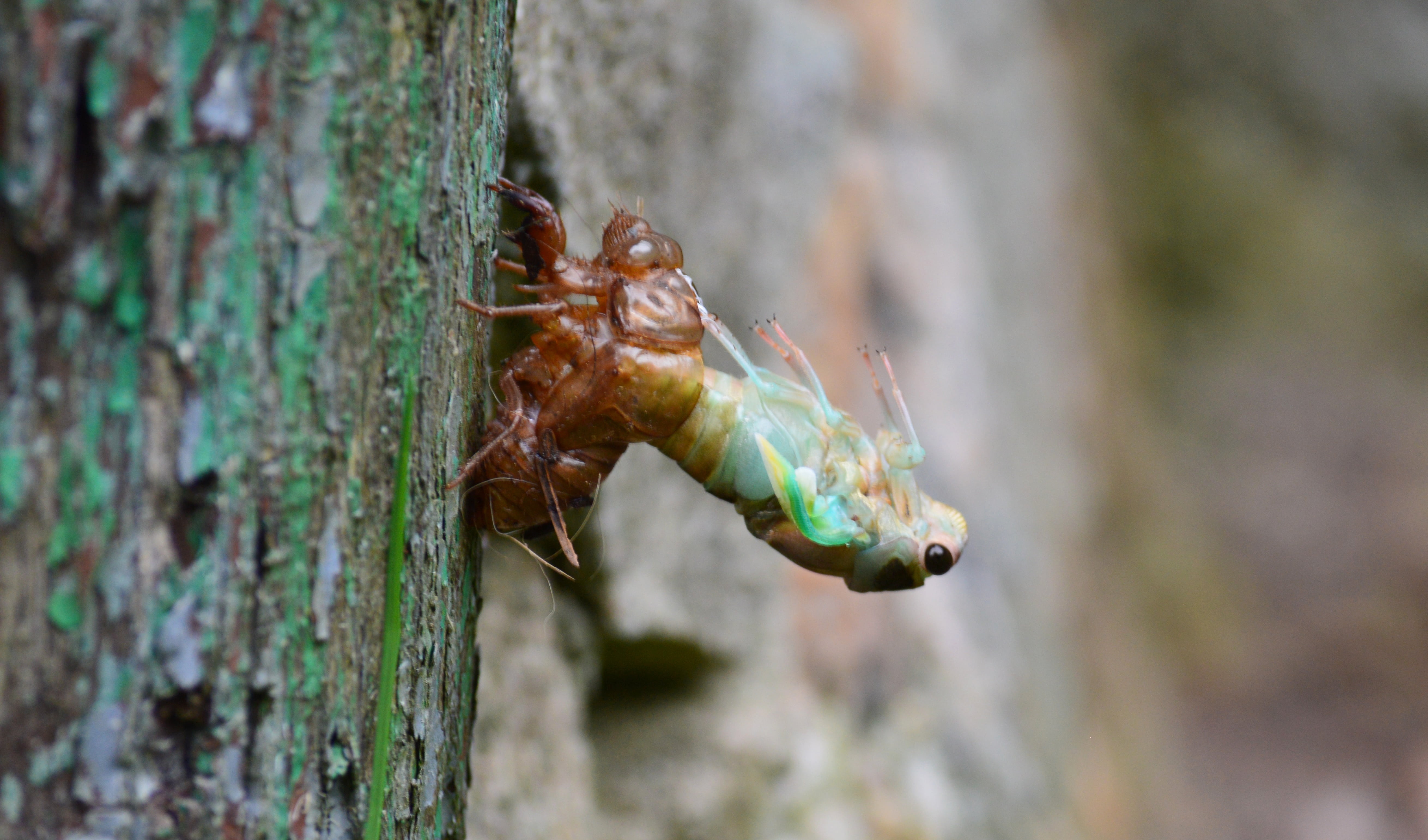 selective focus, insect, shell, in, green color, animal themes, 5K, molting, tree, animal body part, no people, focus on foreground, invertebrate, slough, HD Wallpaper