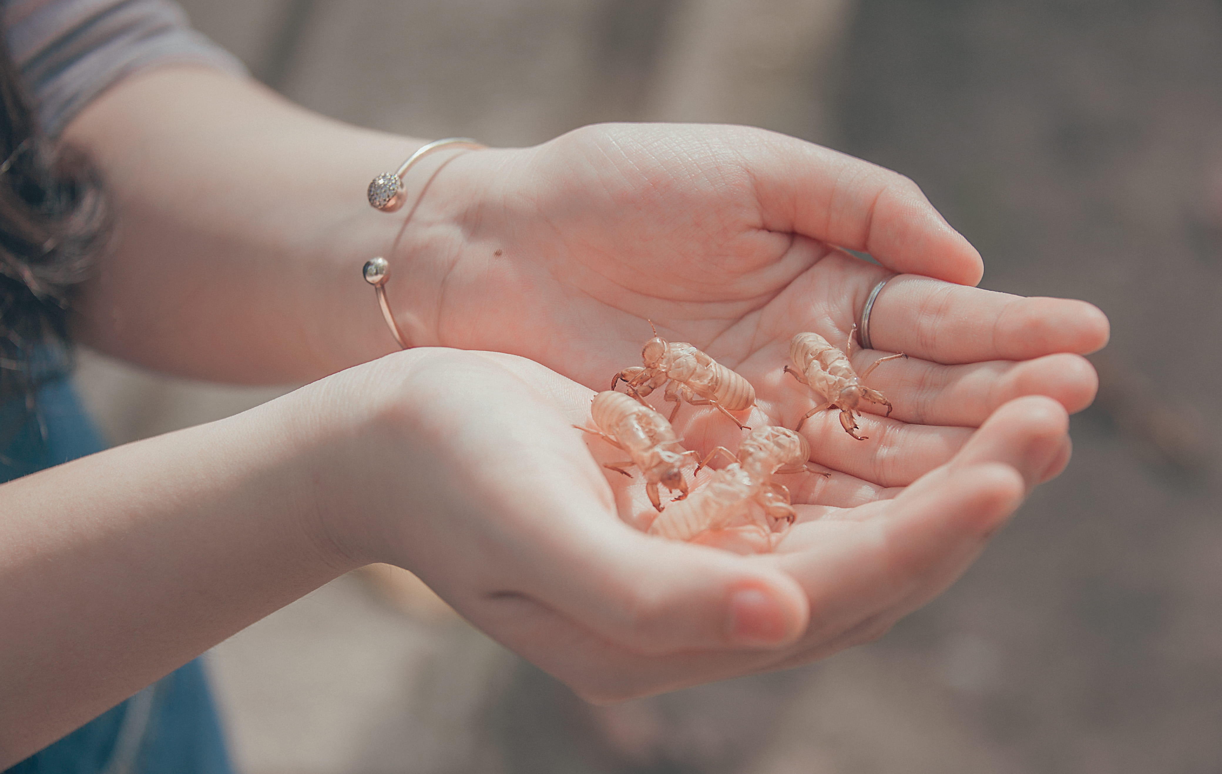 holding, person, outdoors, body part, exoskeleton, childhood, bracelet, shells, hands cupped, adult, beauty, hands, public domain images, human body part, HD Wallpaper