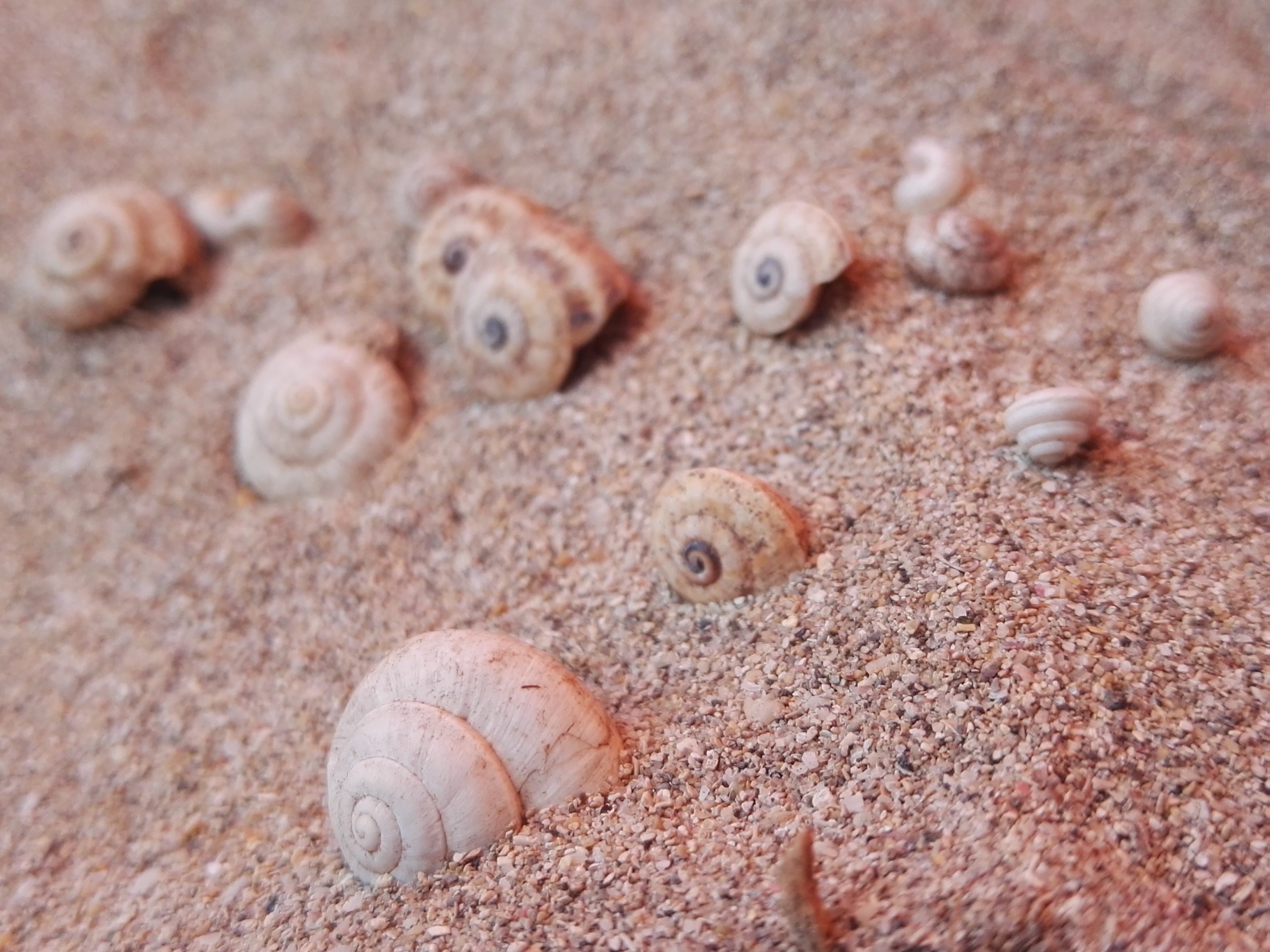 beach, food and drink, animals in the wild, invertebrate, selective focus, exoskeleton, tropicale, beauty in nature, land, full frame, no people, animal themes, HD Wallpaper