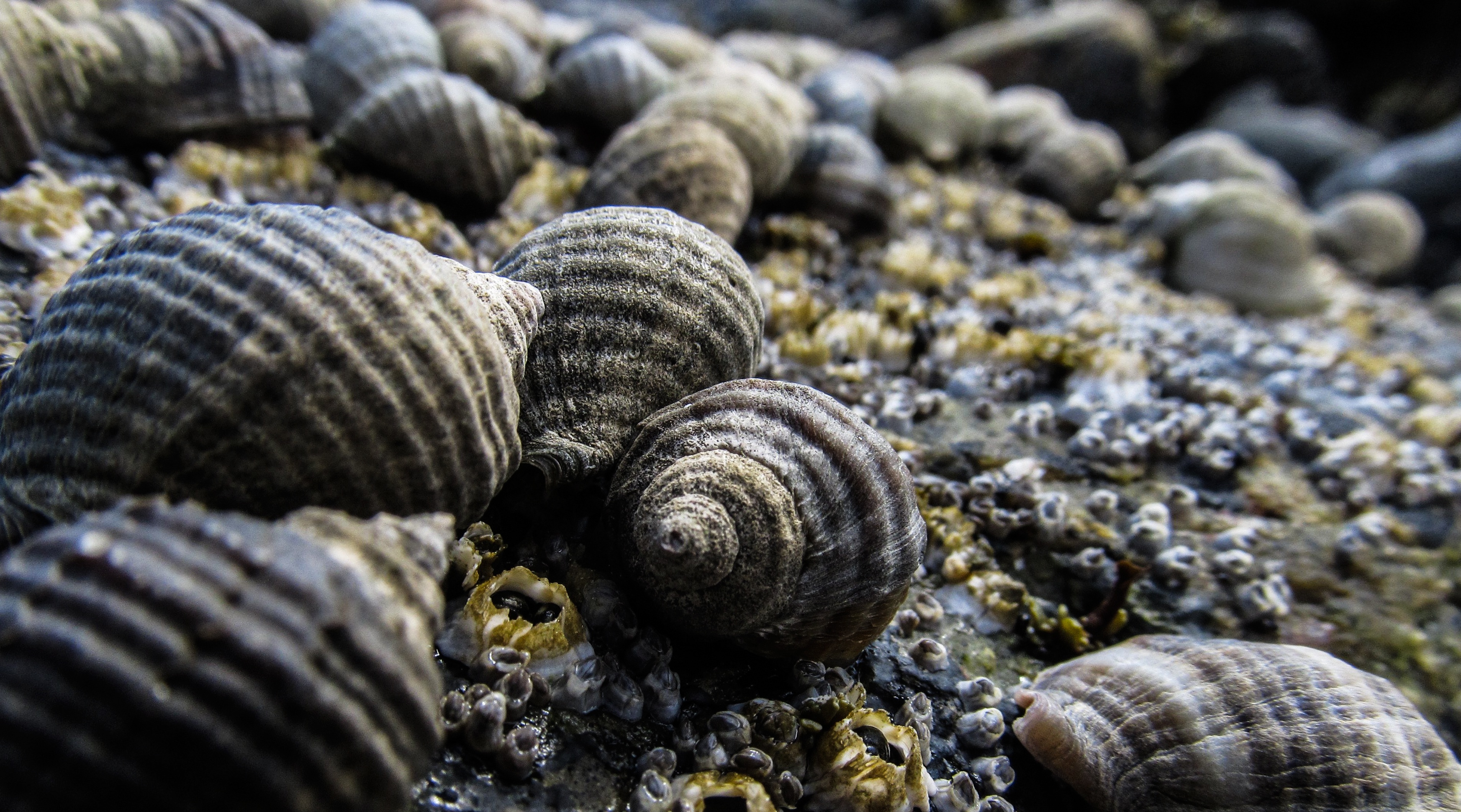 ocean, beach, close-up, no people, natural pattern, selective focus, rock, nature, aquatic, summer, exoskeleton, wildlife, focus on foreground, marine, HD Wallpaper