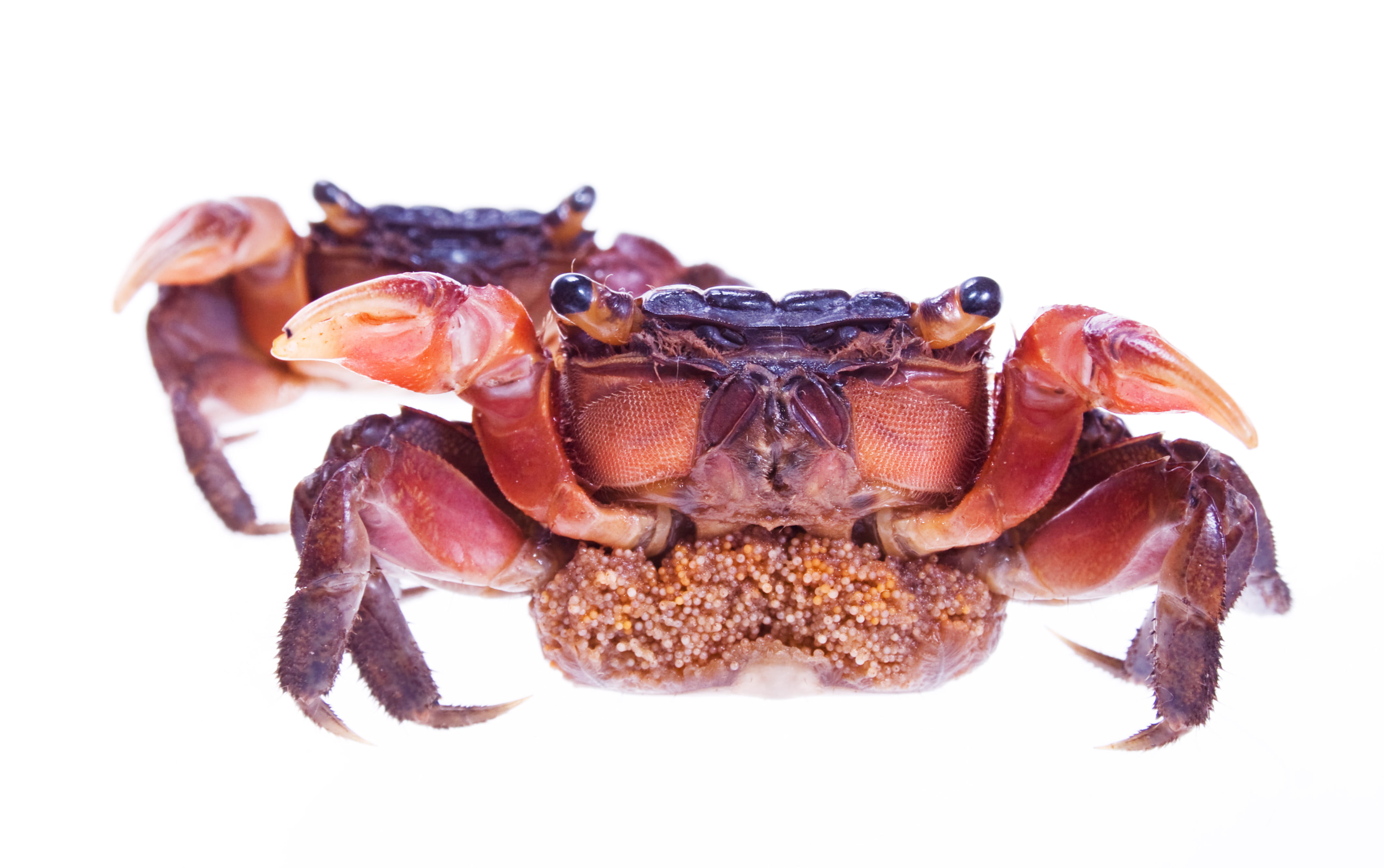 marine, insect, brown, shell, cut out, claws, red, white background, animal body part, studio shot, 4K, animals, copy space, invertebrate, animal, indoors, HD Wallpaper