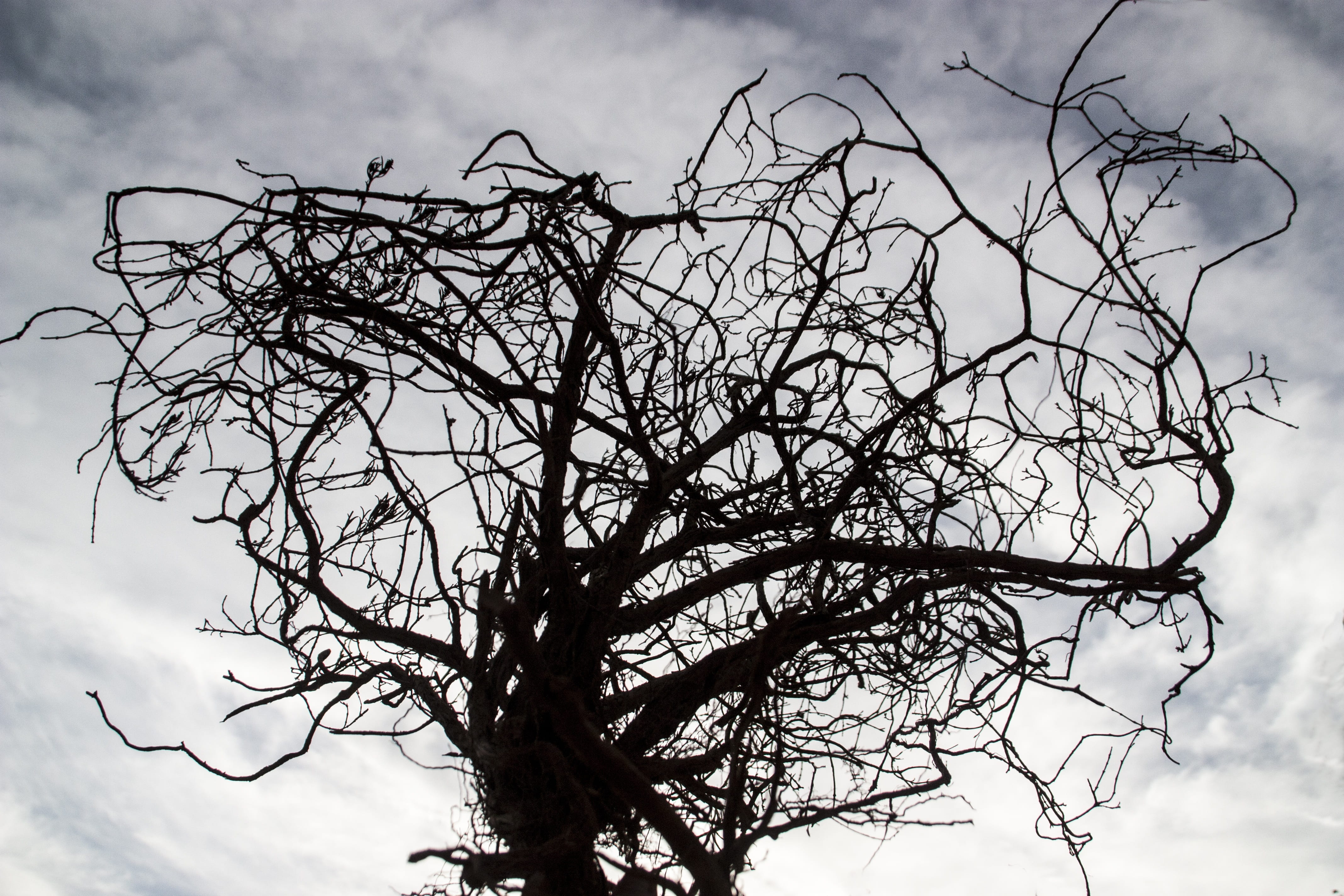 silhouette, art nouveau, outdoors, cold, tranquility, tree, day, 4K, tim burton, bare tree, dead plant, cloud - sky, trunk, branch, nature, growth, no people, HD Wallpaper