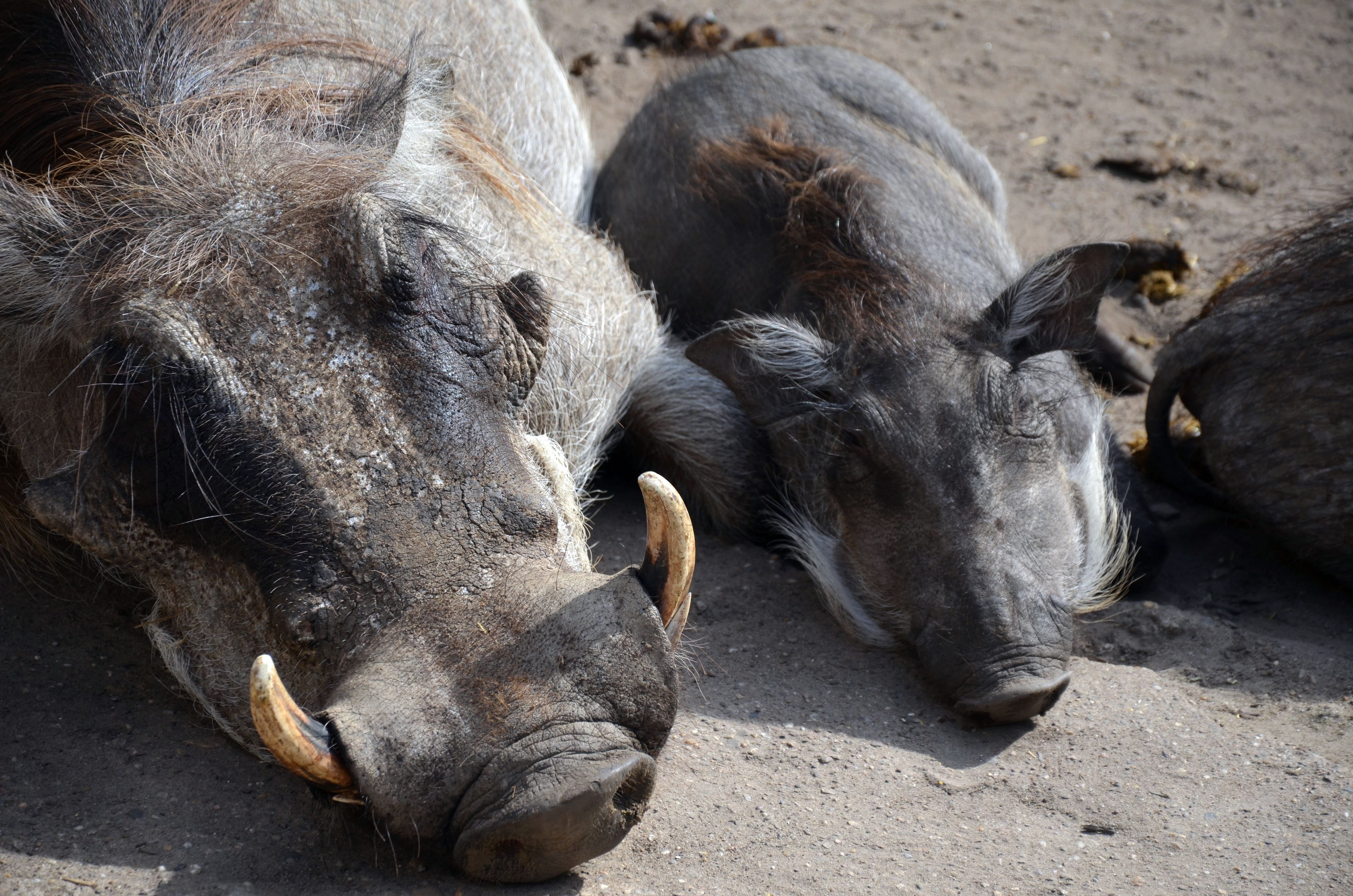 nature, vertebrate, relaxation, outdoors, no people, pumbaa, day, animals in the wild, pig, group of animals, mammal, herbivorous, animal, pets, sow, domestic, HD Wallpaper