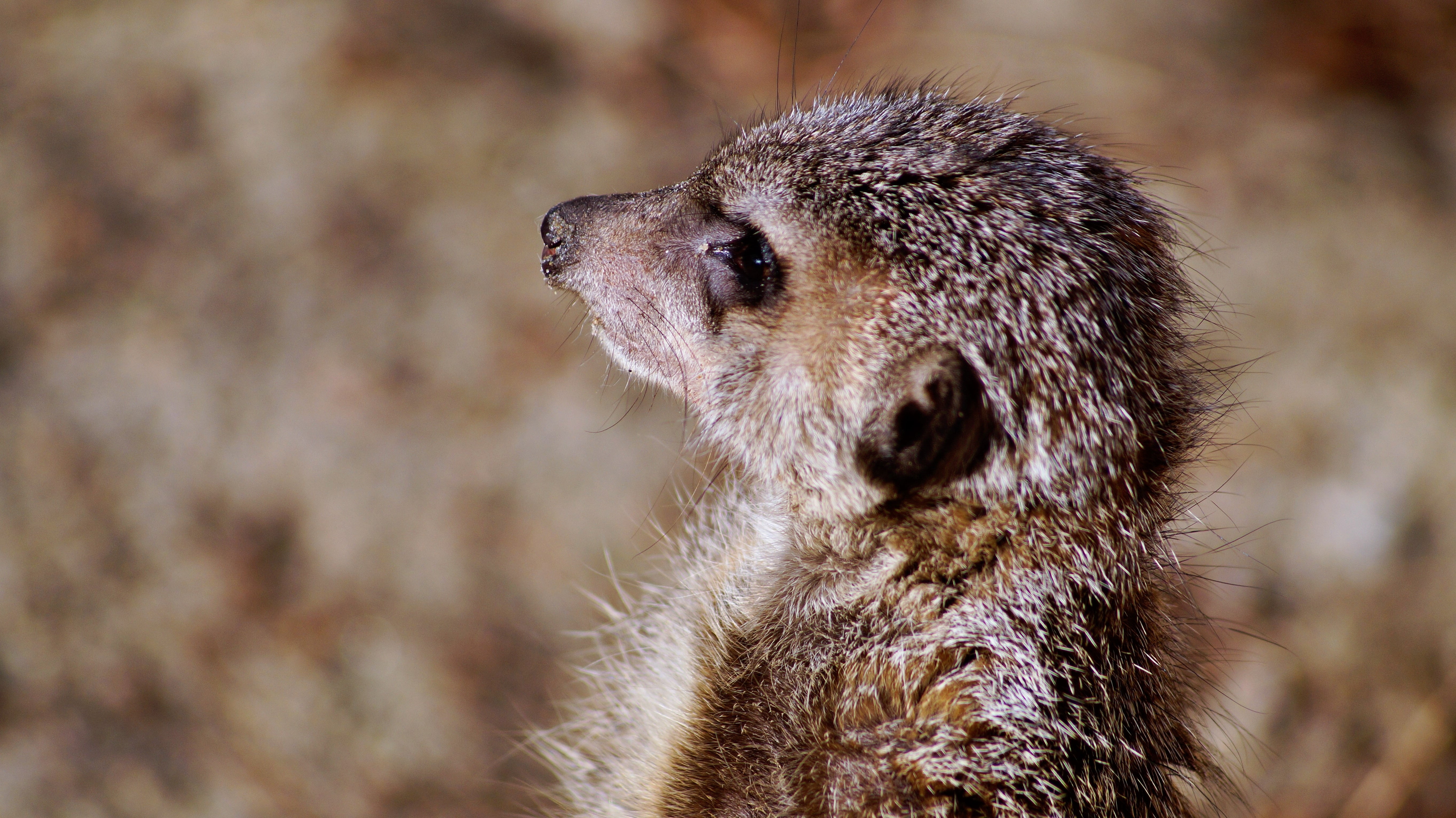 timon, animal body part, wild, looking, looking away, animal wildlife, whisker, animal eye, profile view, meerkat, close-up, animals in the wild, mammal, HD Wallpaper