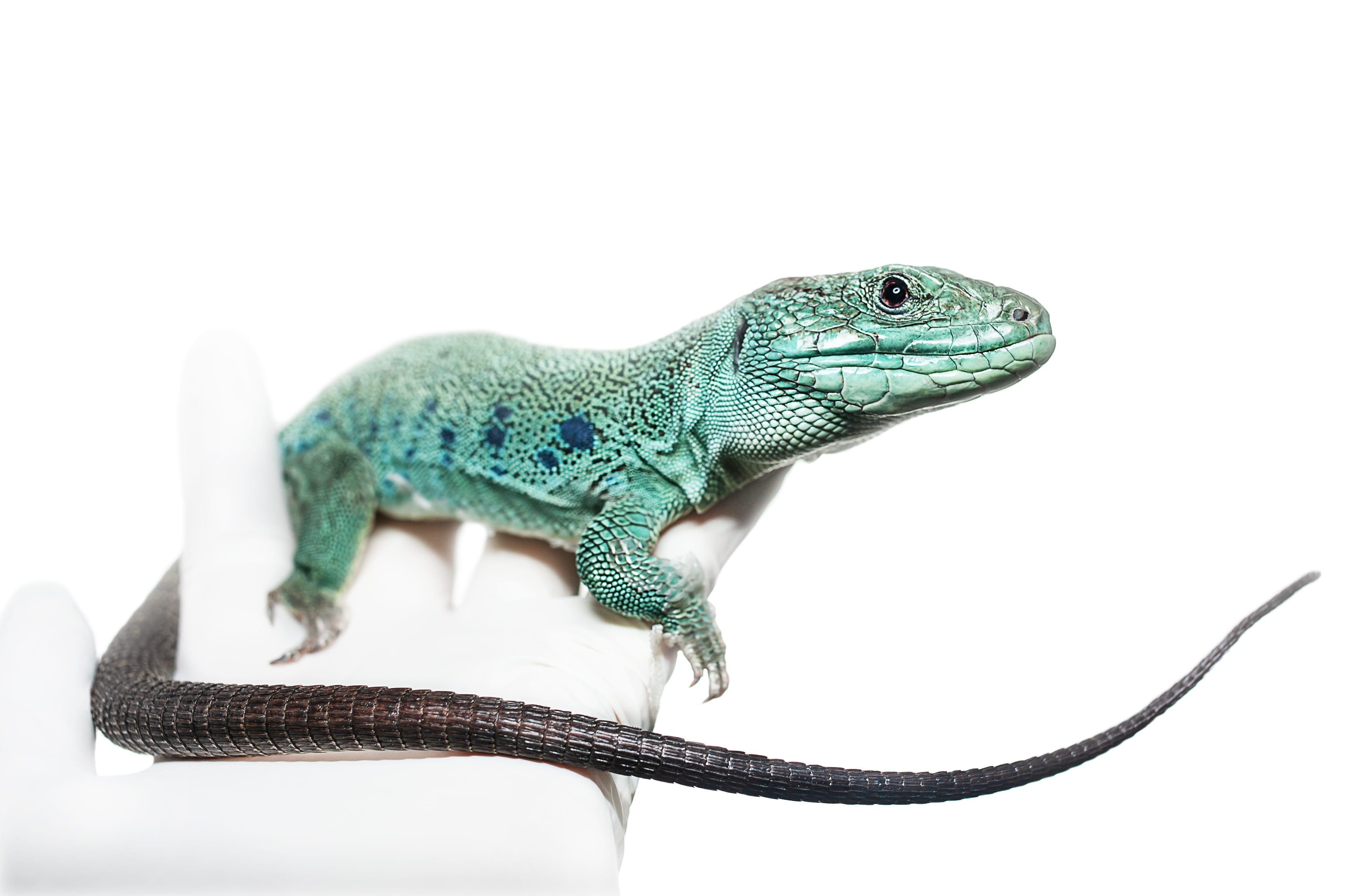 animals in the wild, animal head, nature, tail, white background, close-up, green color, green, chameleon, blue, vertebrate, animal, animal scale, head, HD Wallpaper