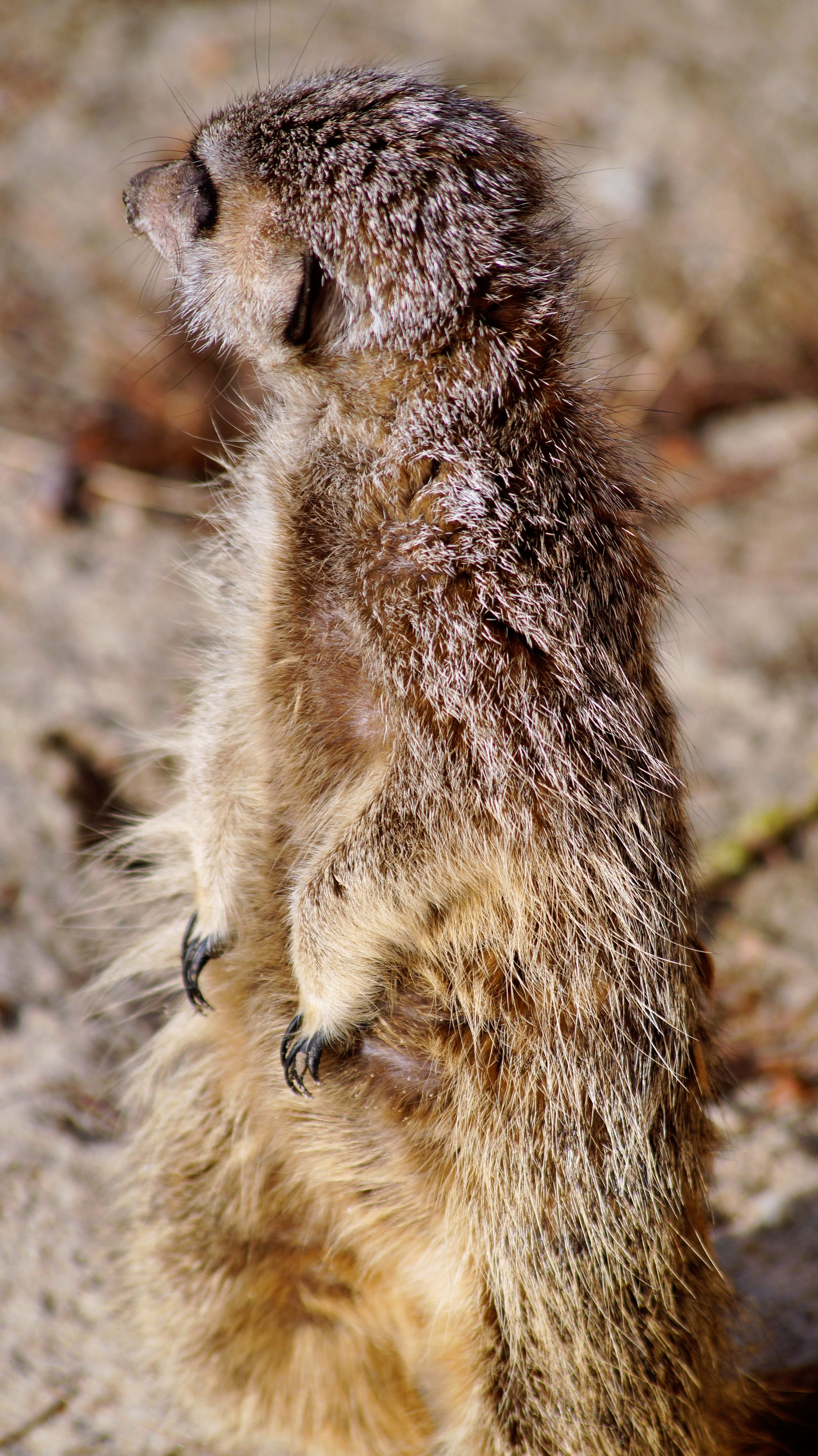 rodent, animal wildlife, Timon, animals, wild, focus on foreground, 5K, outdoors, vertebrate, close-up, emotion, field, Meerkat, animal themes, Zoo, mammal, Phone HD Wallpaper