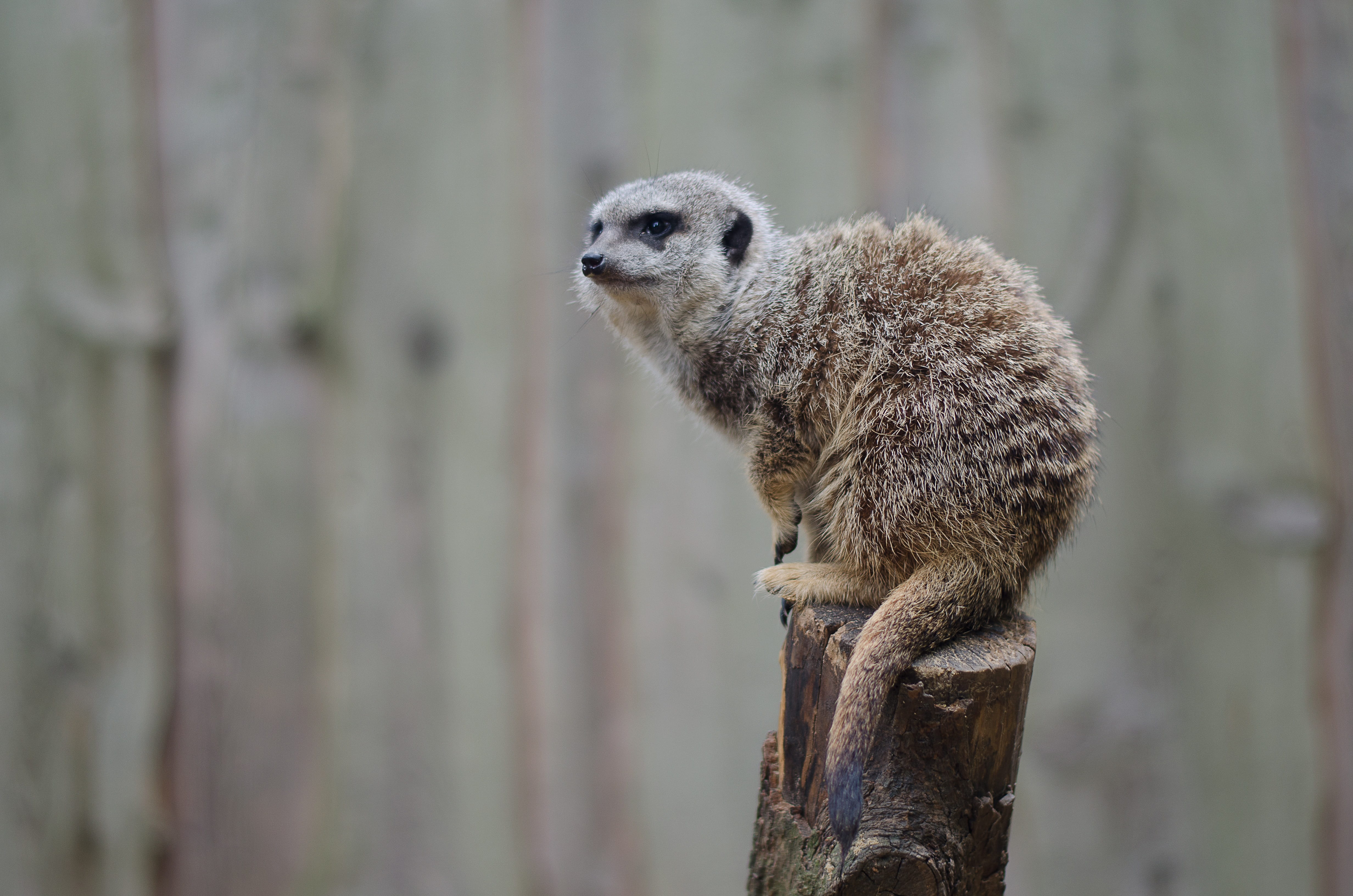 focus on foreground, day, 4K, tree trunk, nature, zoo, one animal, looking away, sit, side view, animal, no people, timon, cute, animal themes, tiergarten, HD Wallpaper
