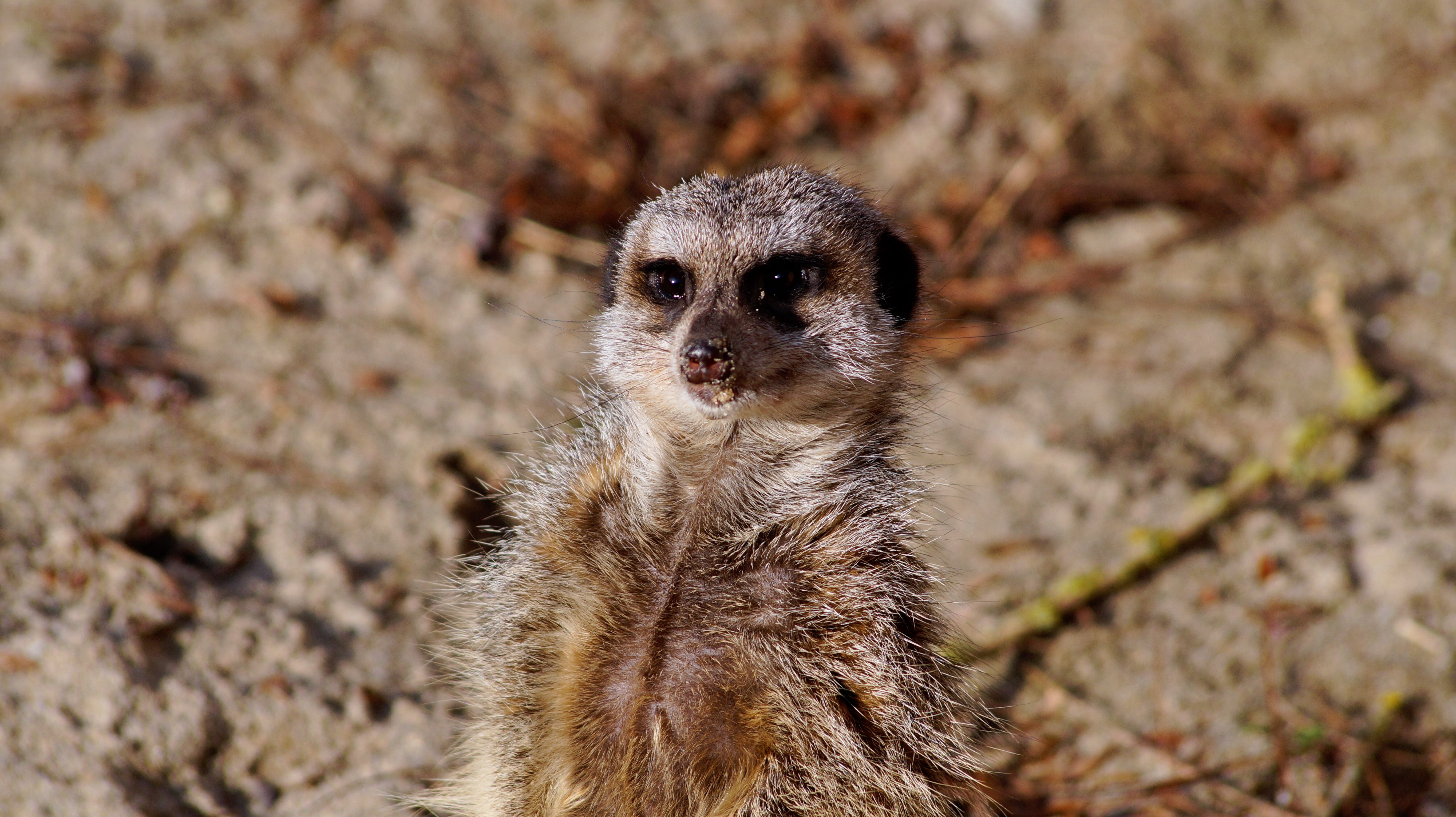 animals, alertness, animal wildlife, no people, animal eye, close-up, snout, one animal, outdoors, vertebrate, meerkat, mammal, focus on foreground, small, HD Wallpaper