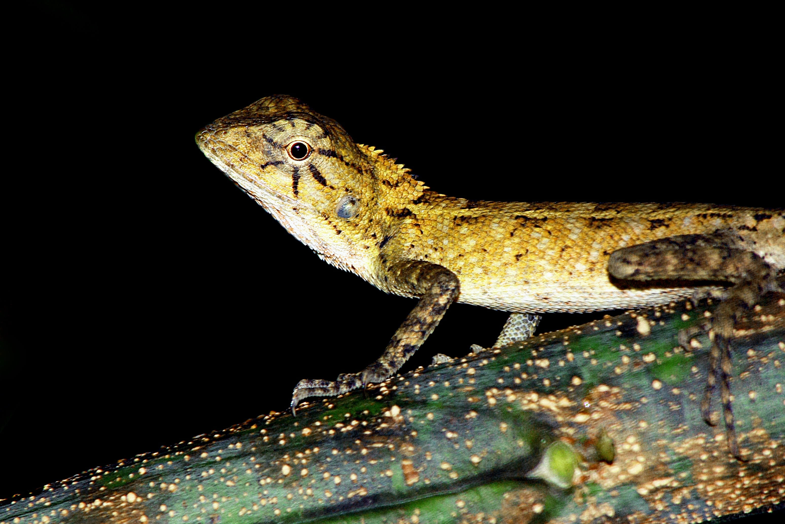 animal wildlife, lacerta, one, squamata, iguania, tropical, sauria, full, tropic, spotted, spain, timon, eye, vertebrate, rainforest, black background, HD Wallpaper