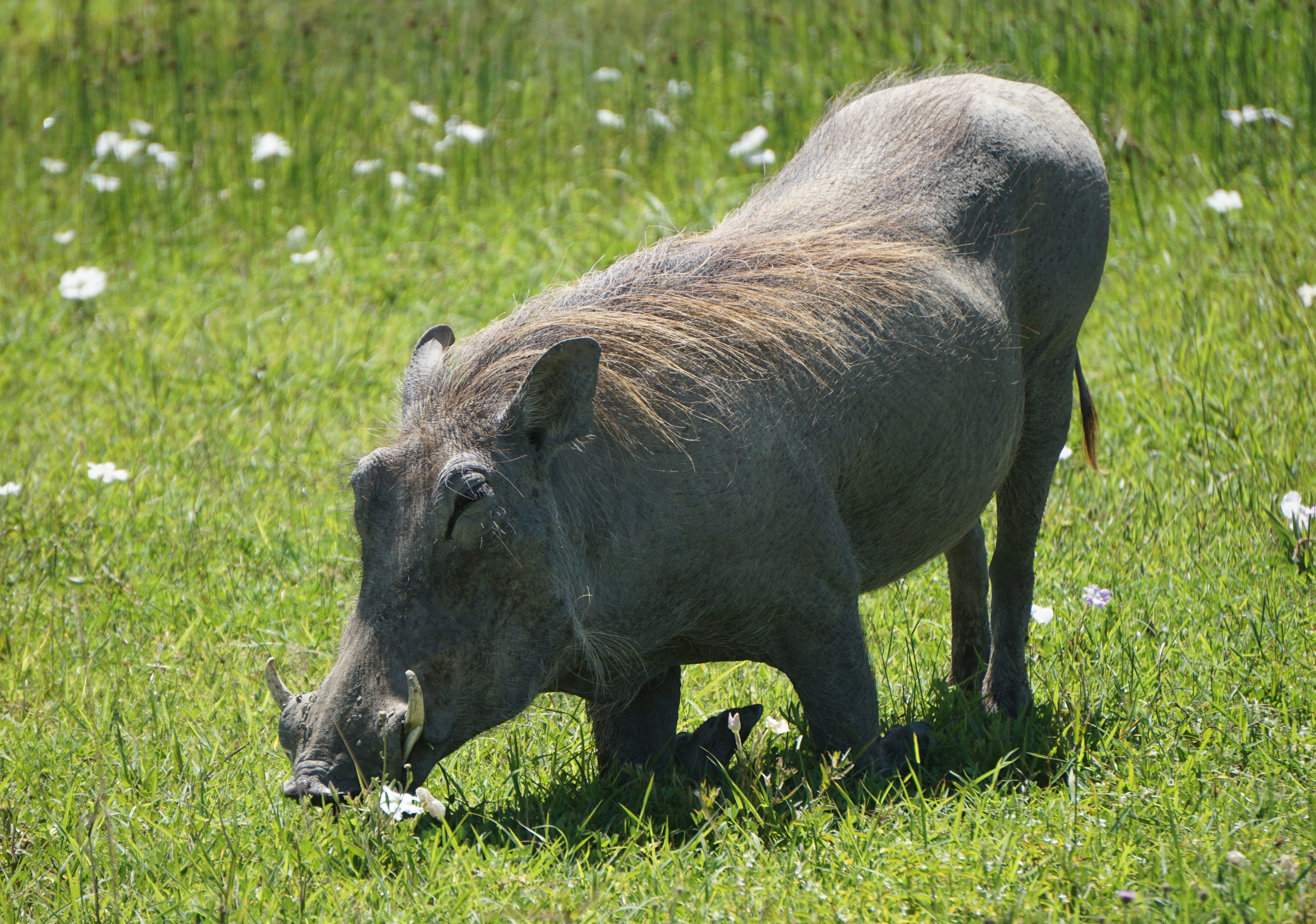 one animal, Warthog, Africa, herbivorous, cattle, land, outdoors, livestock, animal wildlife, field, green color, animal themes, grass, animals in the wild, HD Wallpaper