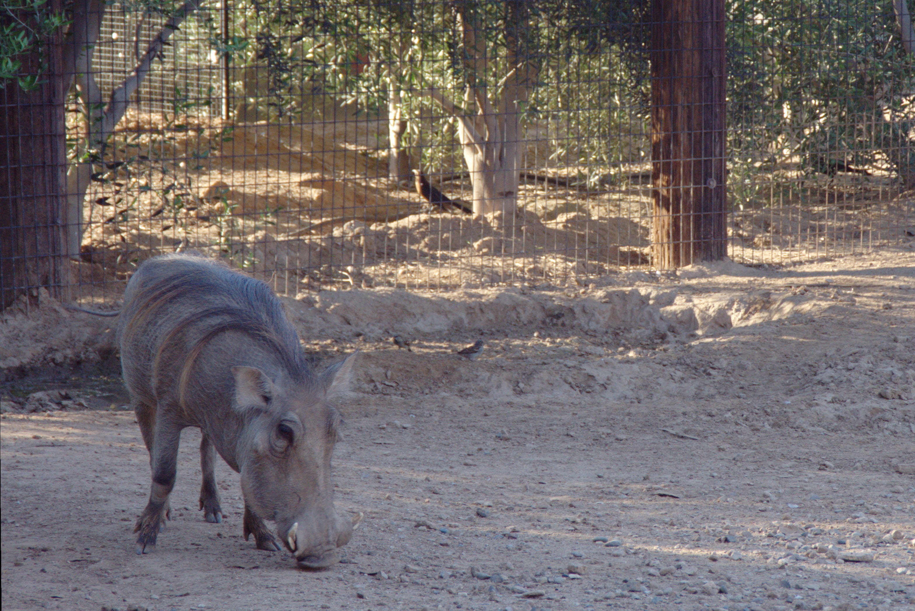 outdoors, zoo, pets, 2K, africa, livestock, nature, animals in the wild, plant, land, field, pumba, one animal, warthog, animal, mammal, hog, no people, HD Wallpaper
