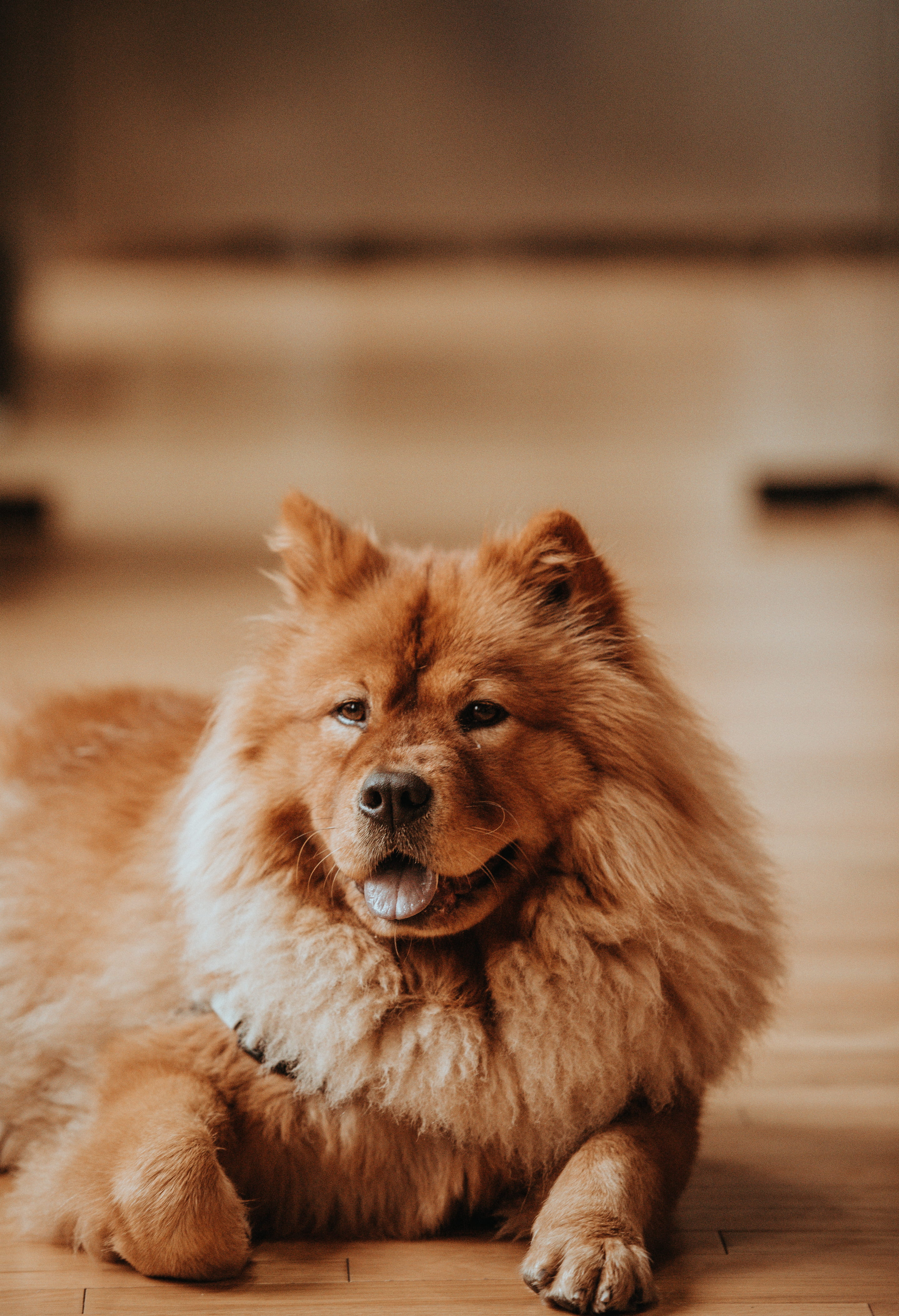 looking, no people, pet, hair, 4K, pets, relaxation, vertebrate, portrait, nala, domestic animals, flooring, one animal, floor, adult, dog, animal, pomeranian, Phone HD Wallpaper