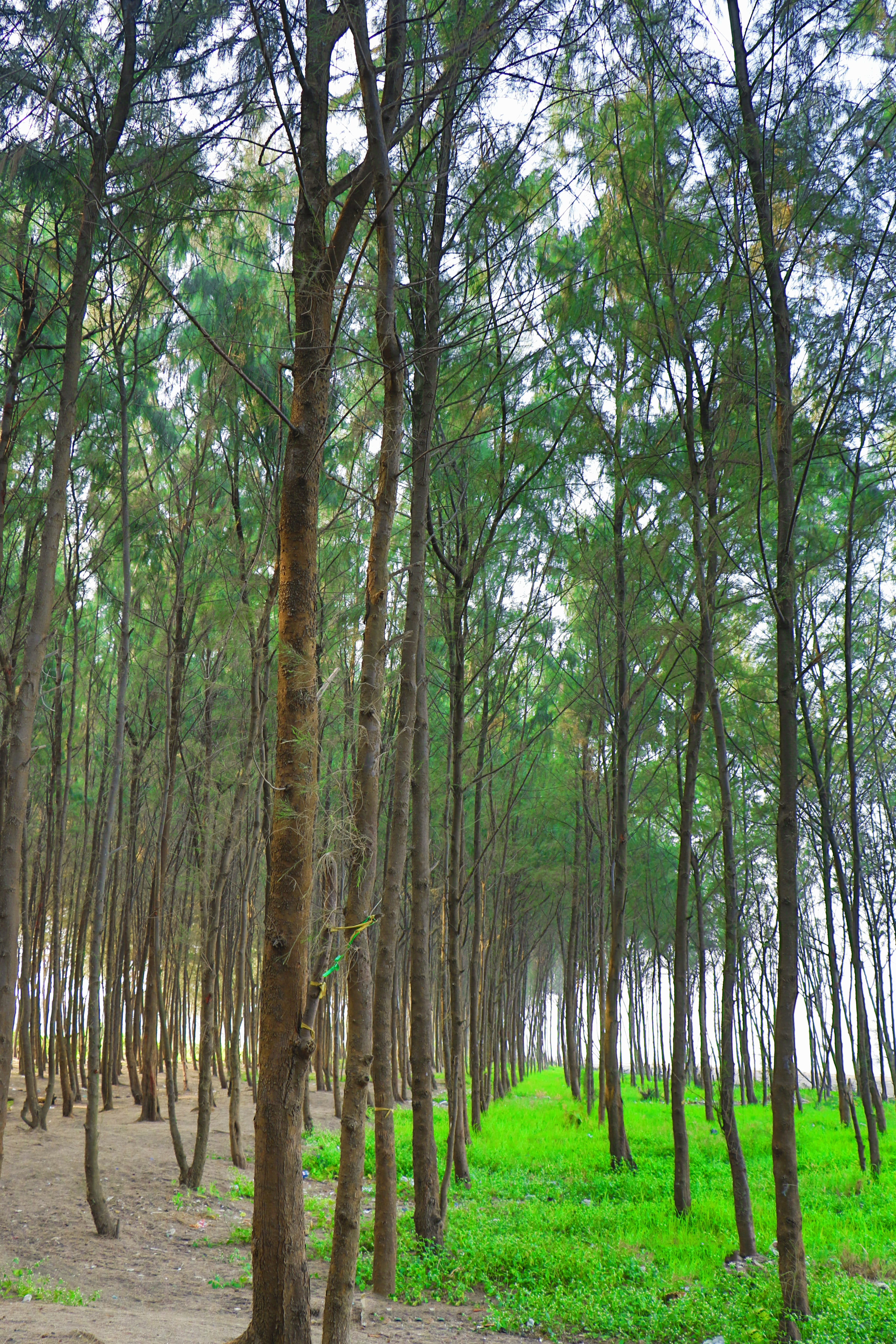 trees, scenery, nala sopara, trunk, growth, landscape, outdoors, grass, india, tranquility, plant, green color, treelined, bamboo - plant, greenery, beautifulview, Phone HD Wallpaper