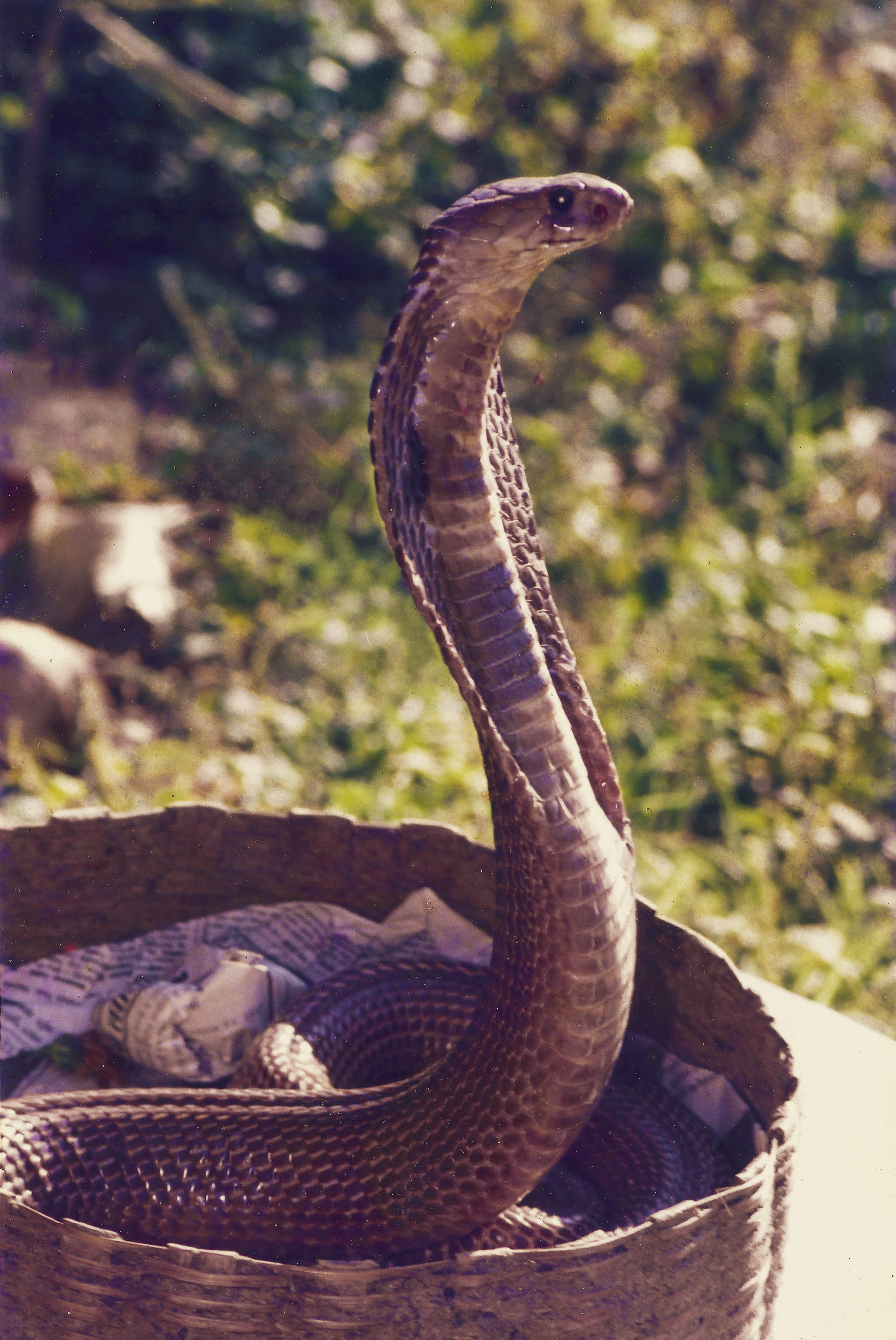 animal scale, animal body part, animals in the wild, animal head, animal, wagholi, animal wildlife, sunlight, outdoors, poisonous, snake, india, close-up, Phone HD Wallpaper