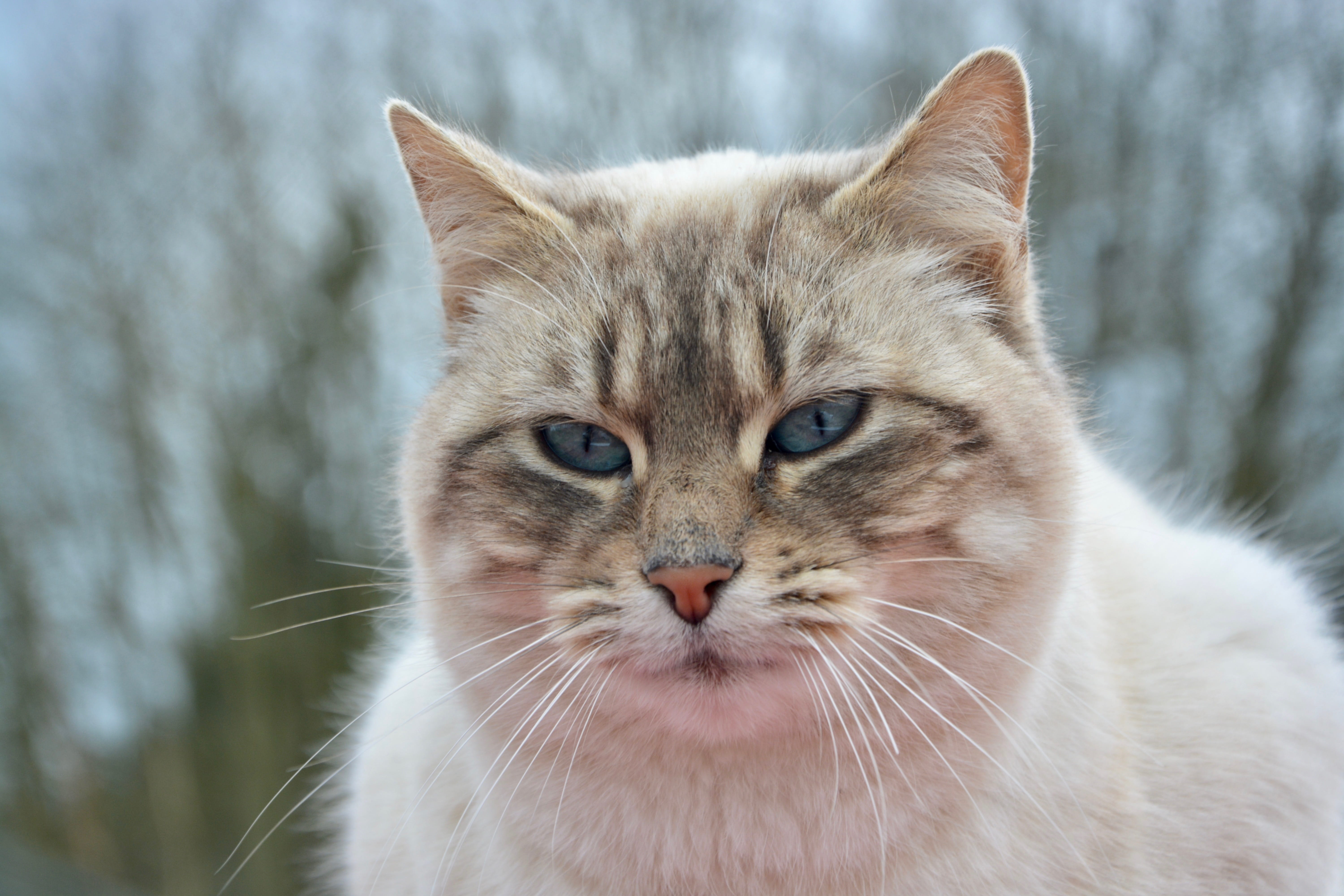 cat, close-up, domestic animals, domestic animal, pussy nala, no people, one animal, pets, pet, mammal, cute, blue eyes, vertebrate, domestic, animal, 5K, HD Wallpaper