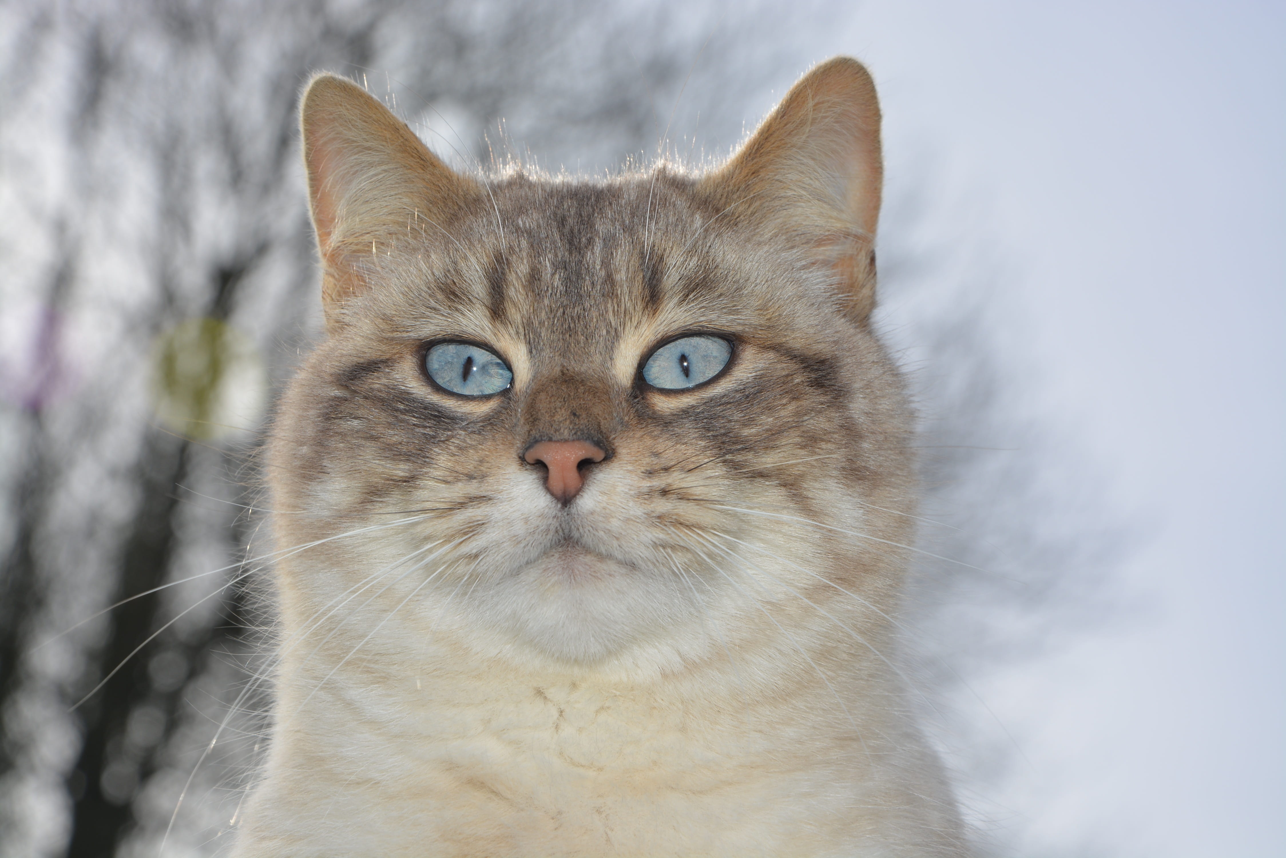 ginger cat, short, whisker, one animal, cat, photography, nature, portrait, focus on foreground, close-up, domestic, mammal, animal eye, animal body part, HD Wallpaper
