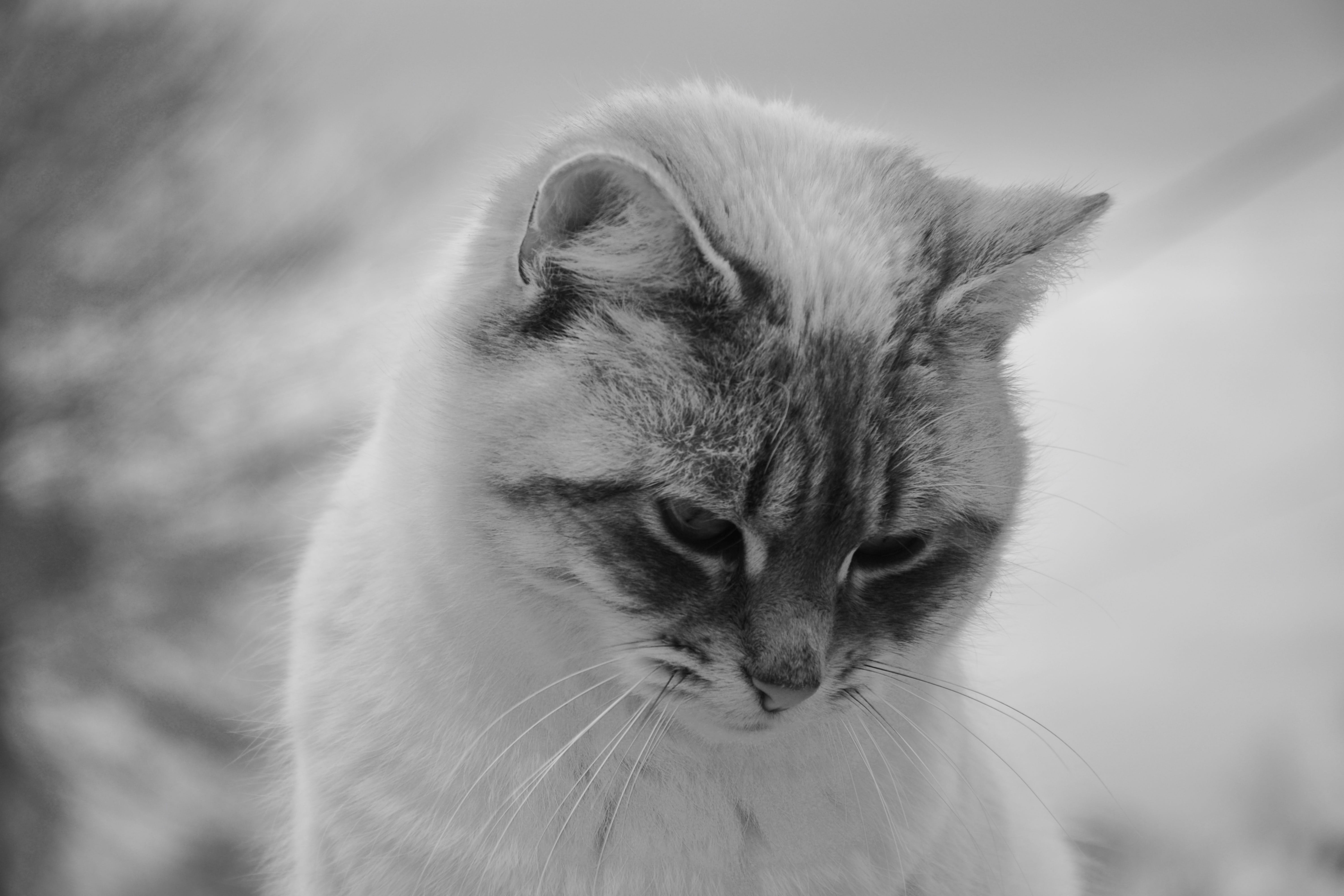 one animal, animal, animals in the wild, photo black white, whisker, close-up, vertebrate, domestic cat, domestic, mammal, animal themes, pets, animal body part, HD Wallpaper