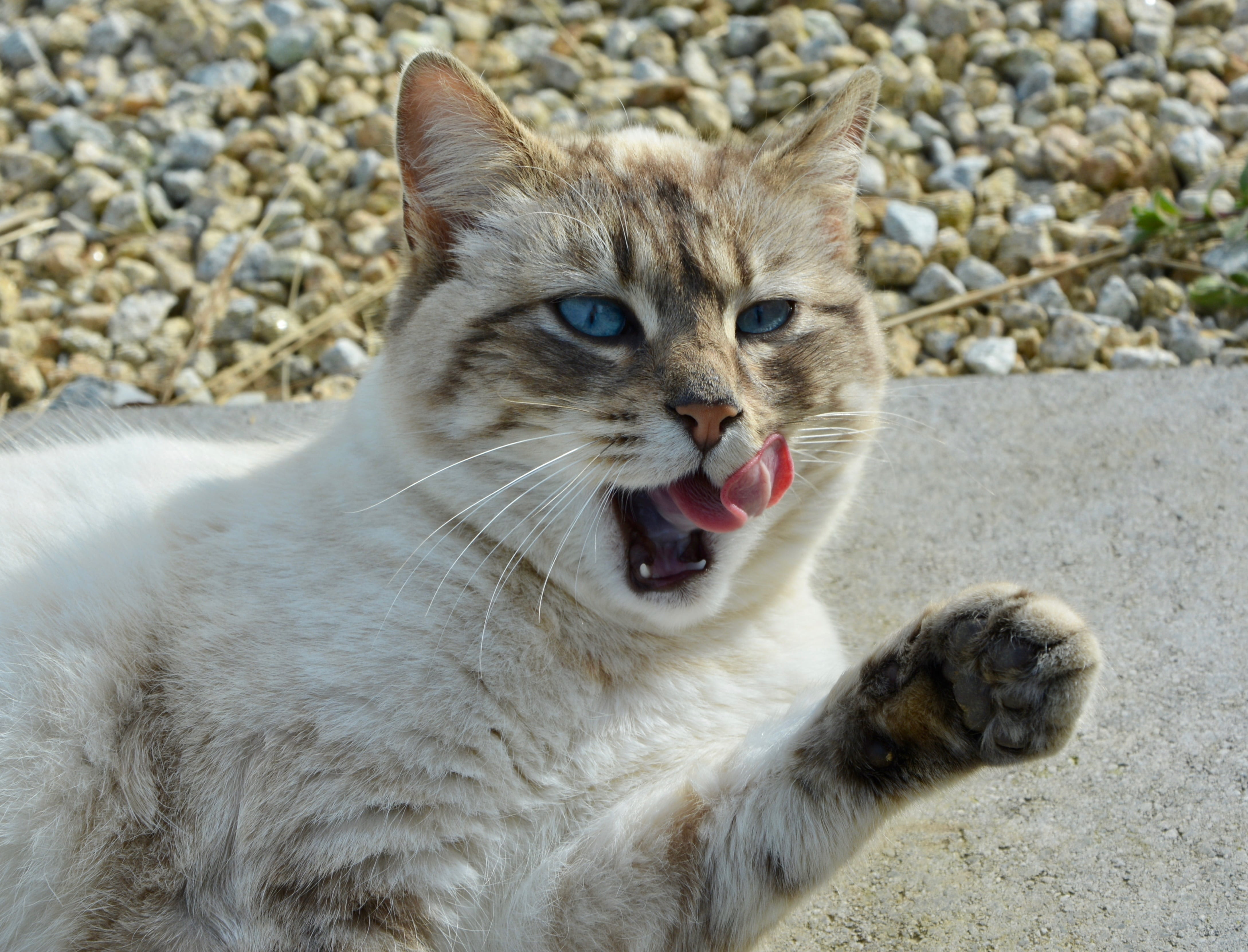 animal themes, vertebrate, animal head, blue eyes, domestic animals, cat, mouth, whisker, 4K, day, animal tongue, land, cat pulls the tongue, domestic, HD Wallpaper