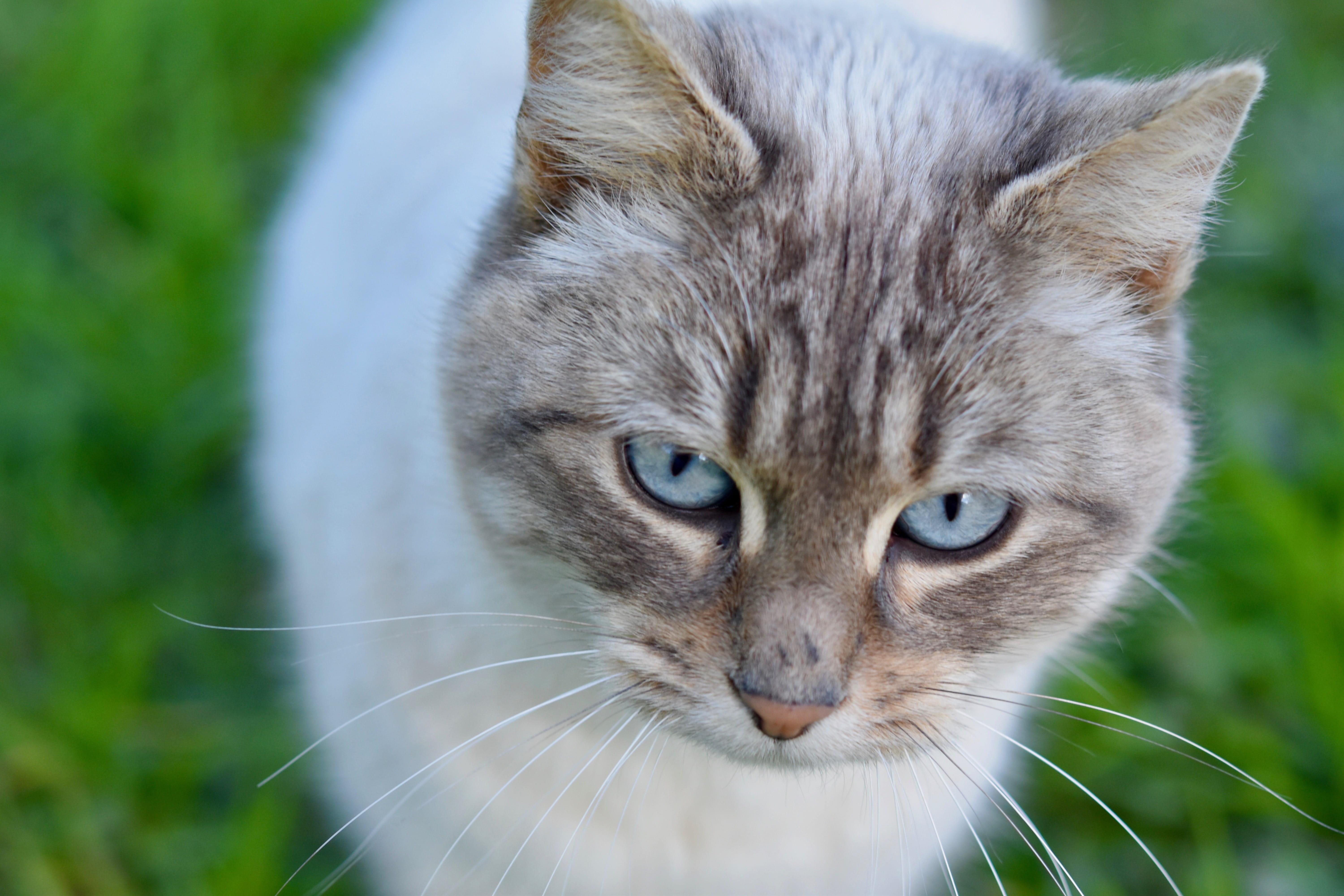 domestic cat, day, animal themes, looking at camera, animal head, cat, pets, companion, cute, close-up, domestic, domestic animals, no people, one animal, HD Wallpaper
