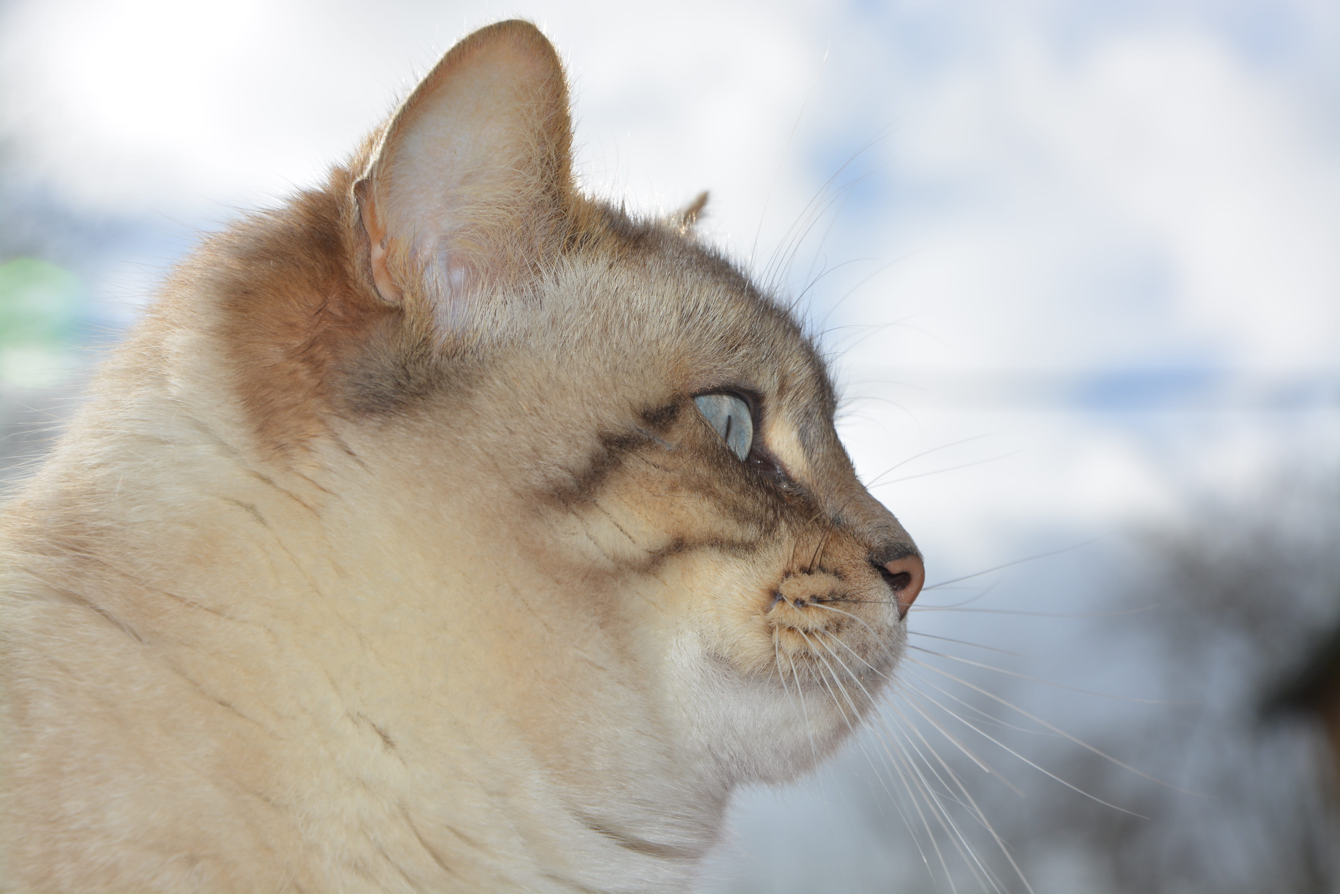 animal body part, no people, whisker, cat head, domestic animal, nature, eyes closed, pets, mammal, pussy nala, side view, domestic animals, one animal, HD Wallpaper
