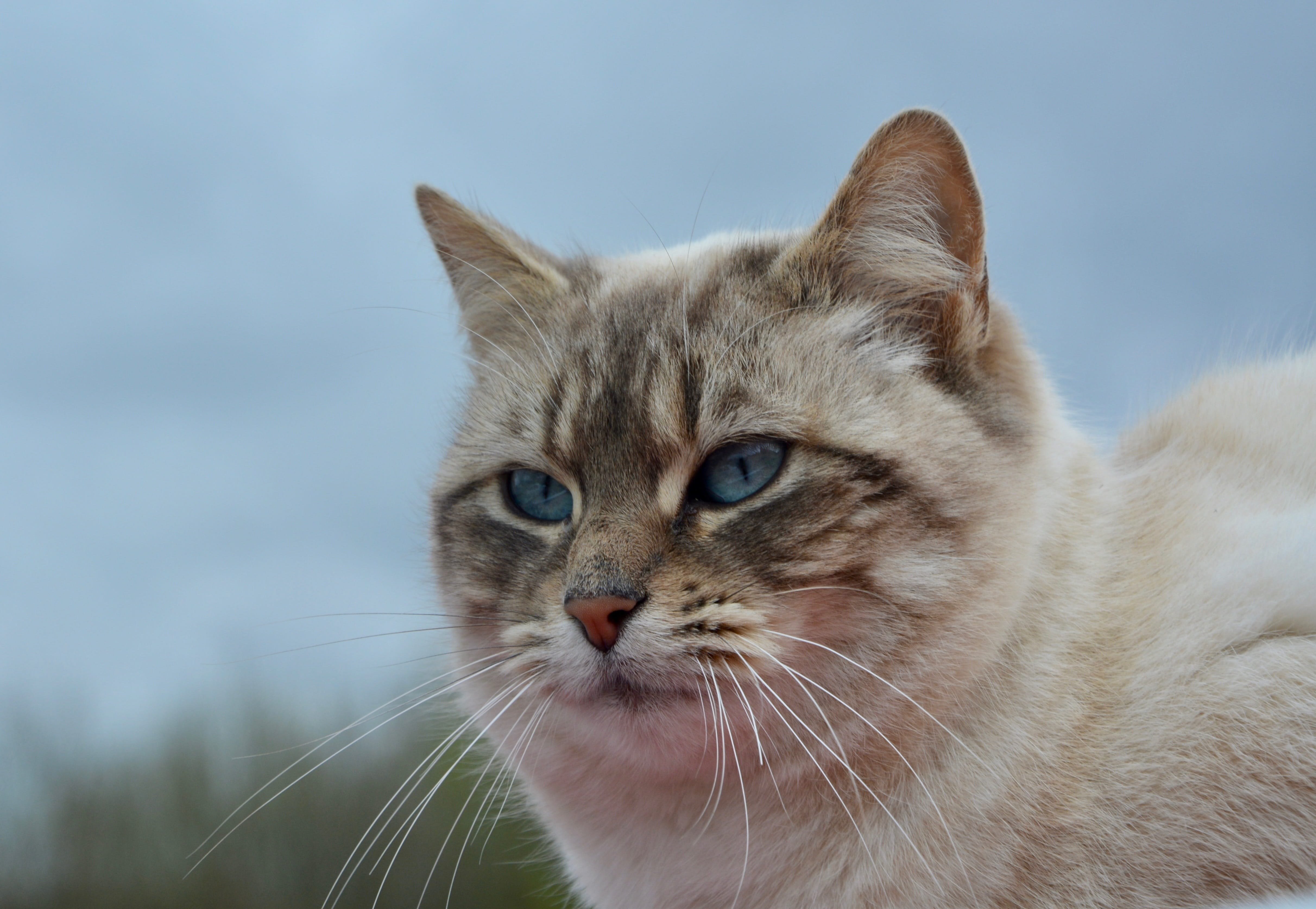 no people, pussy nala, pets, mammal, cute, pet, looking, domestic cat, focus on foreground, whisker, domestic, animal themes, domestic animals, close-up, HD Wallpaper
